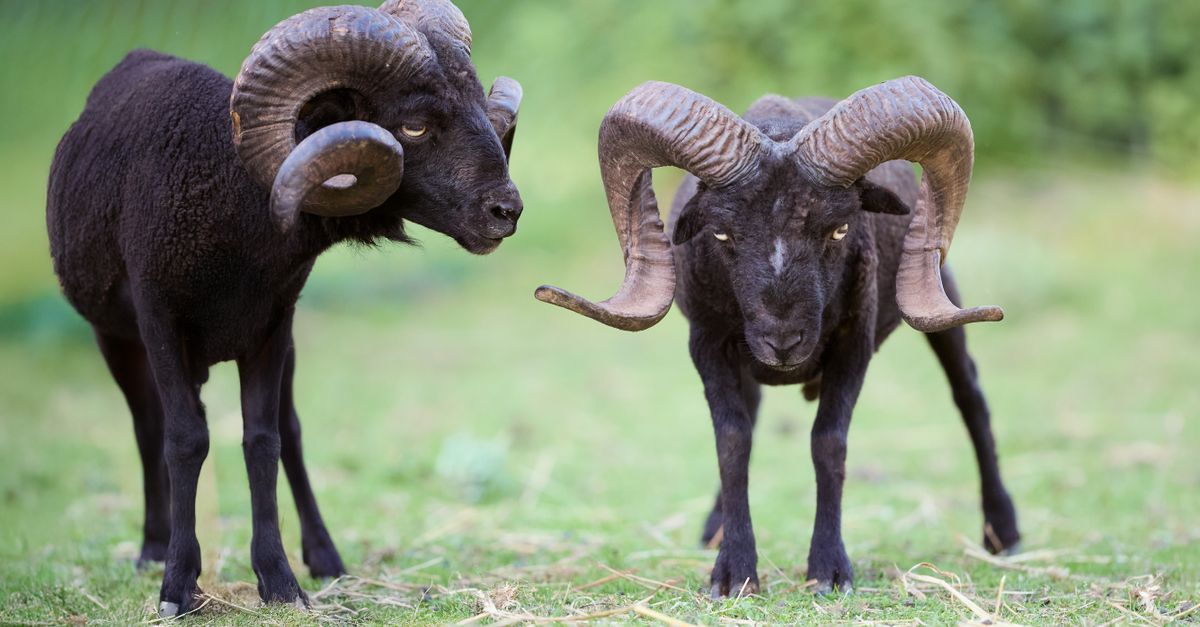 Black Rams Group Majestic Black Rams Grazing on Green Pasture · Free Stock Photo