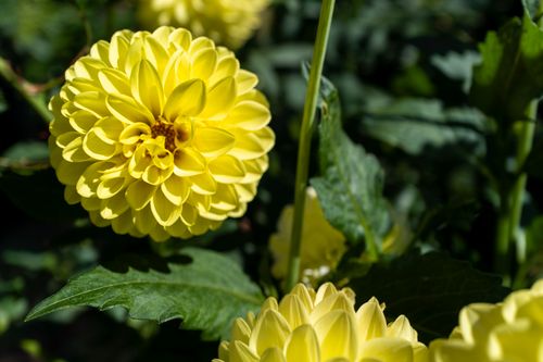 Free Close-up of vibrant yellow dahlia flowers in full bloom against lush greenery. Stock Photo