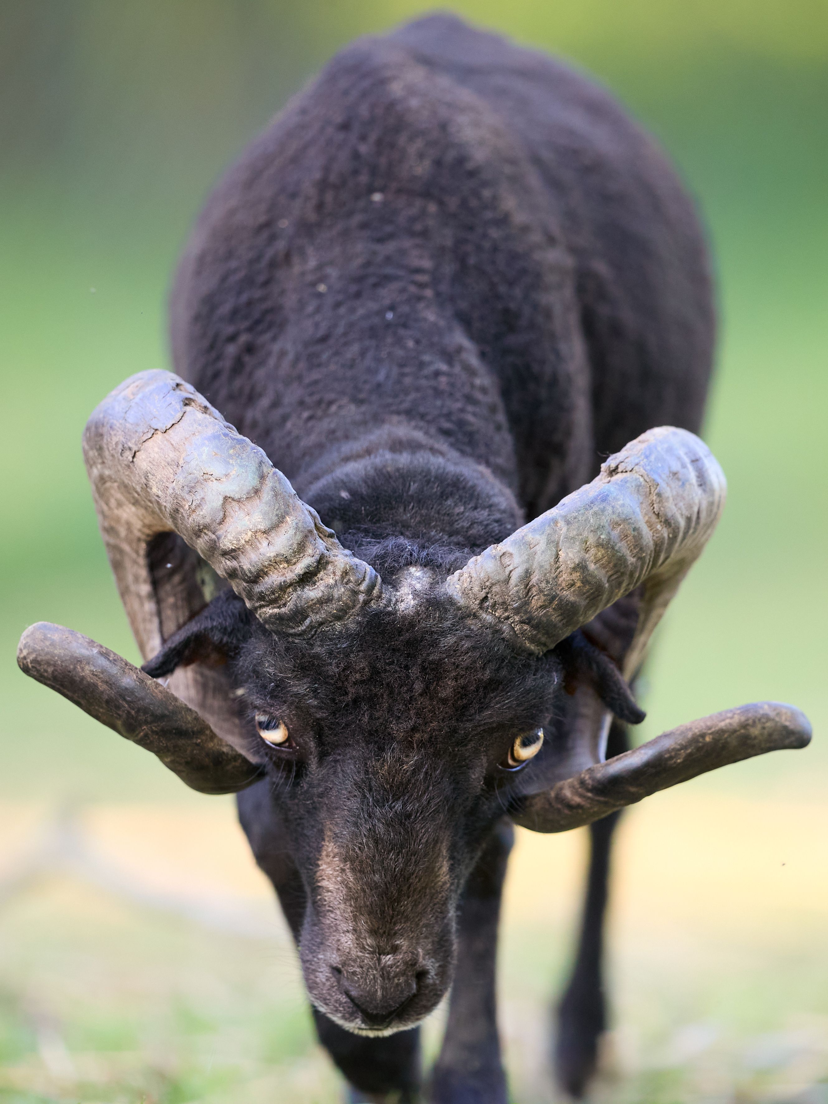 Close-up Portrait of Black Ram with Curved Horns · Free Stock Photo