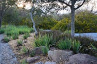 Serene Chilean Garden Path with Lush Foliage