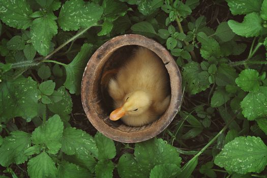 A charming duckling nestled in a wooden bowl surrounded by lush green leaves.