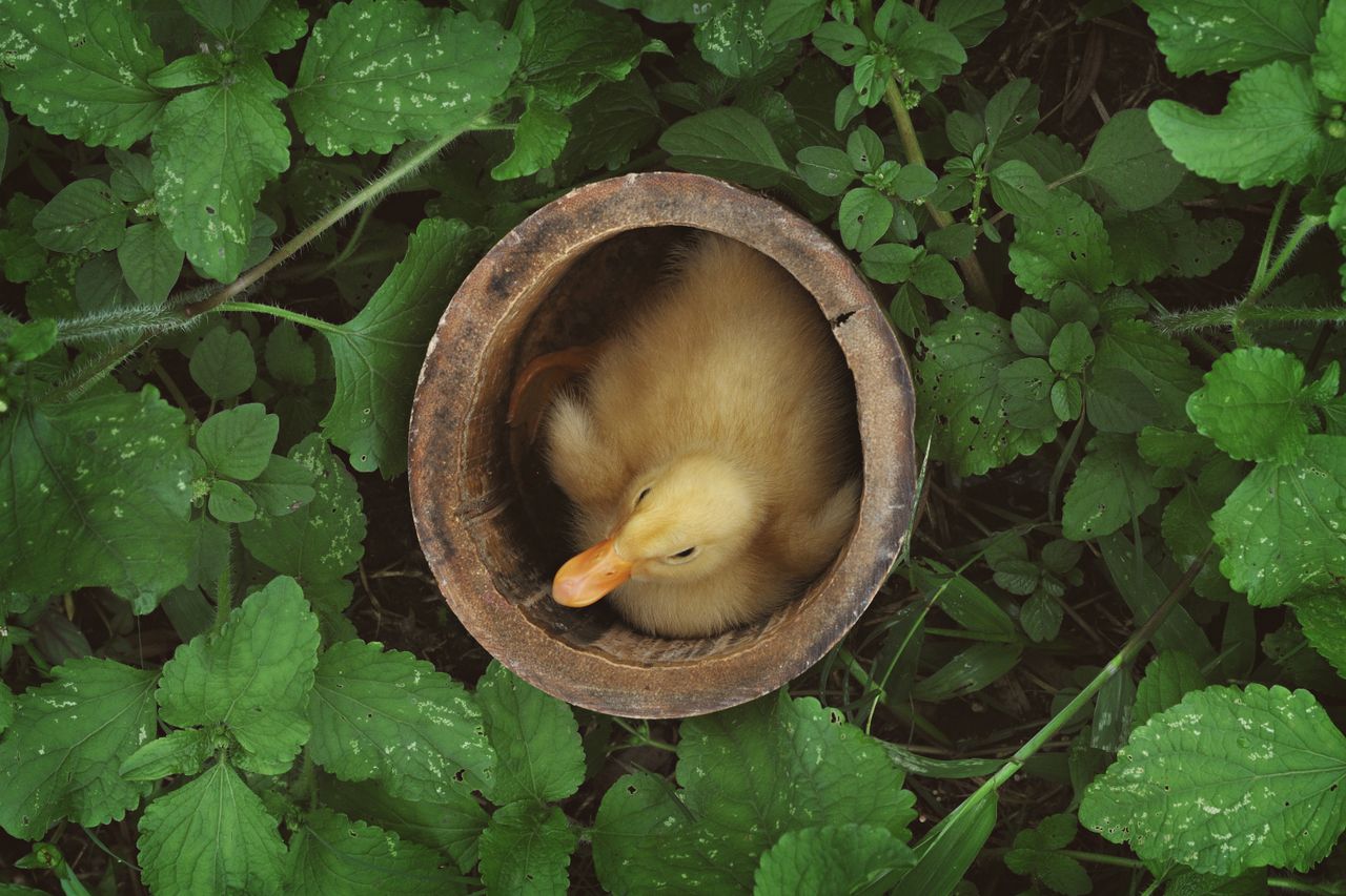 a charming duckling nestled in a wooden bowl surrounded by lush green