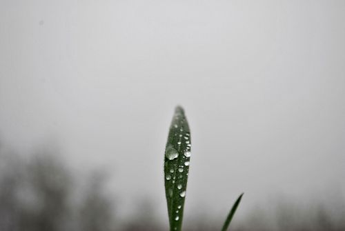 Free stock photo of dew, fog, foggy Stock Photo