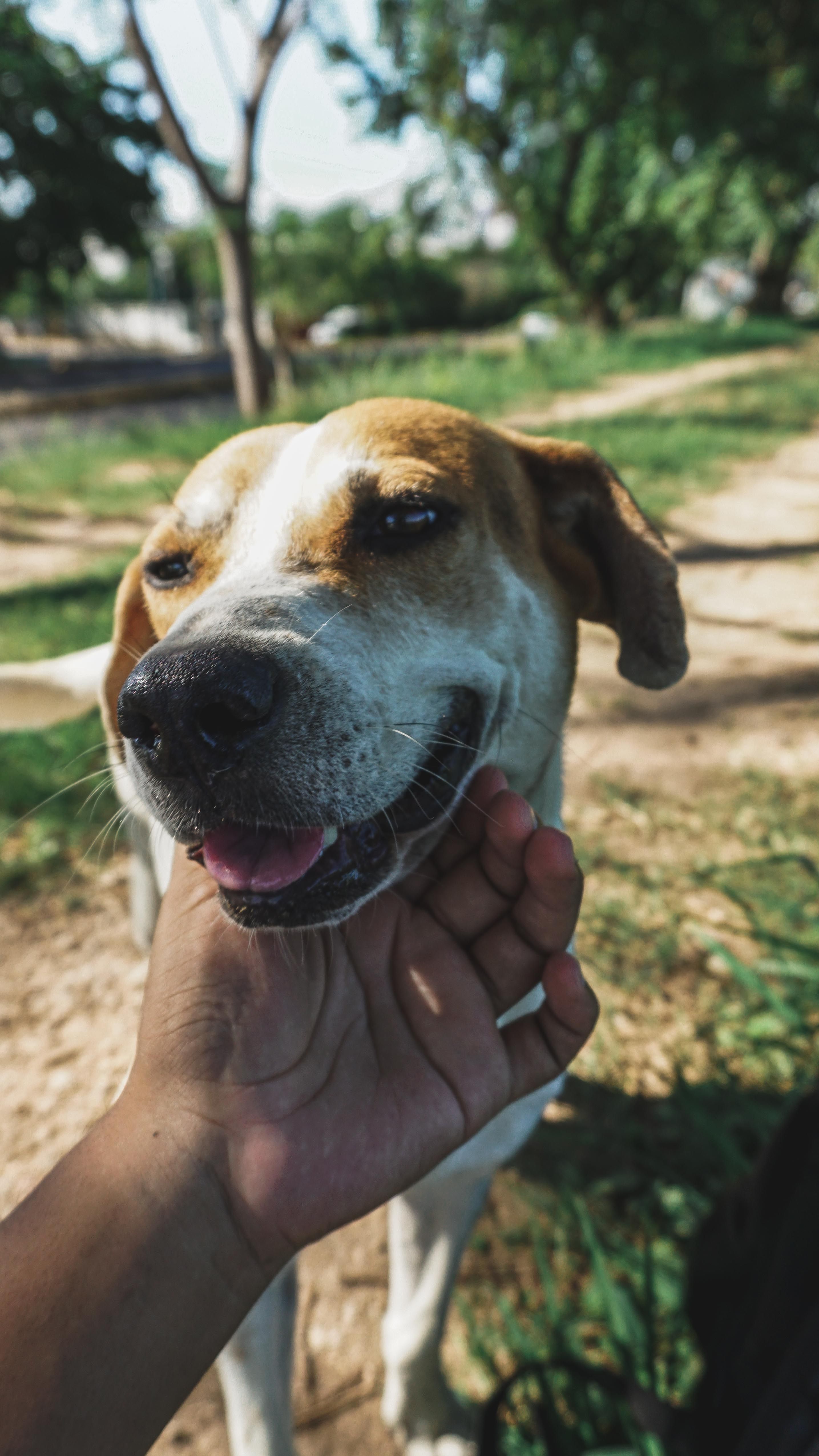 Friendly Dog Enjoying a Sunny Day Outdoors · Free Stock Photo