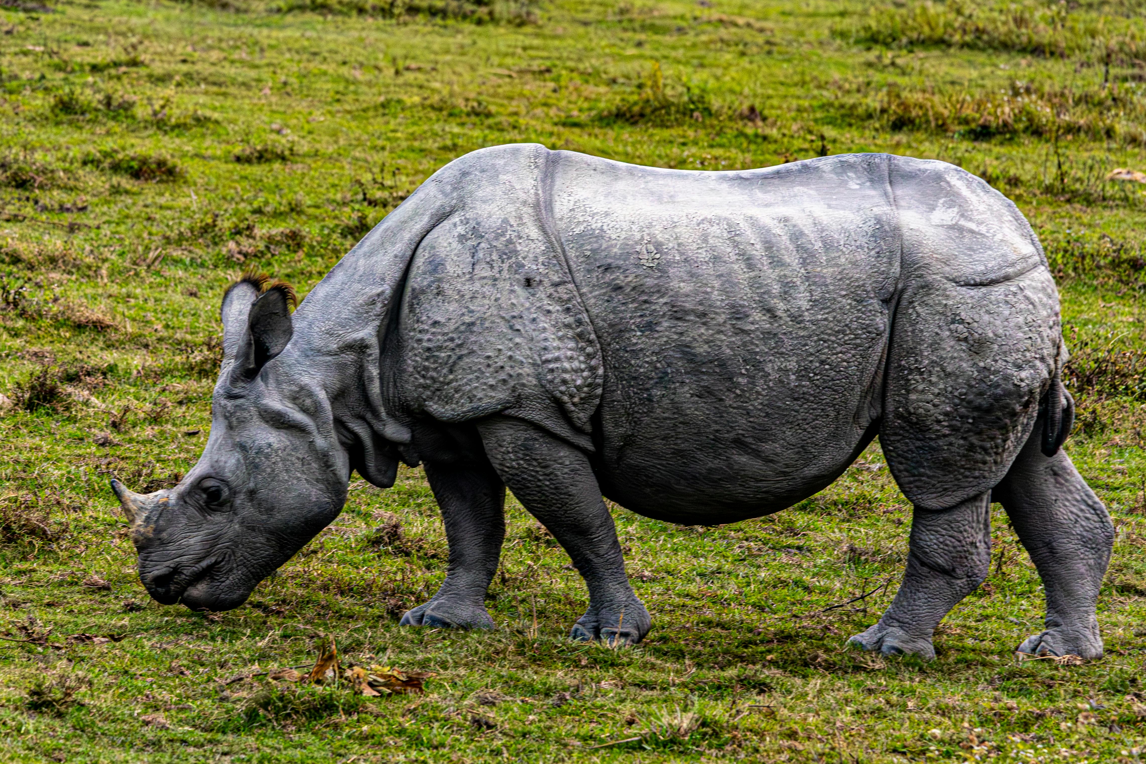 Gratuit Une photo détaillée d'un rhinocéros indien paissant dans un champ herbeux, mettant en valeur sa texture de peau unique. Photos