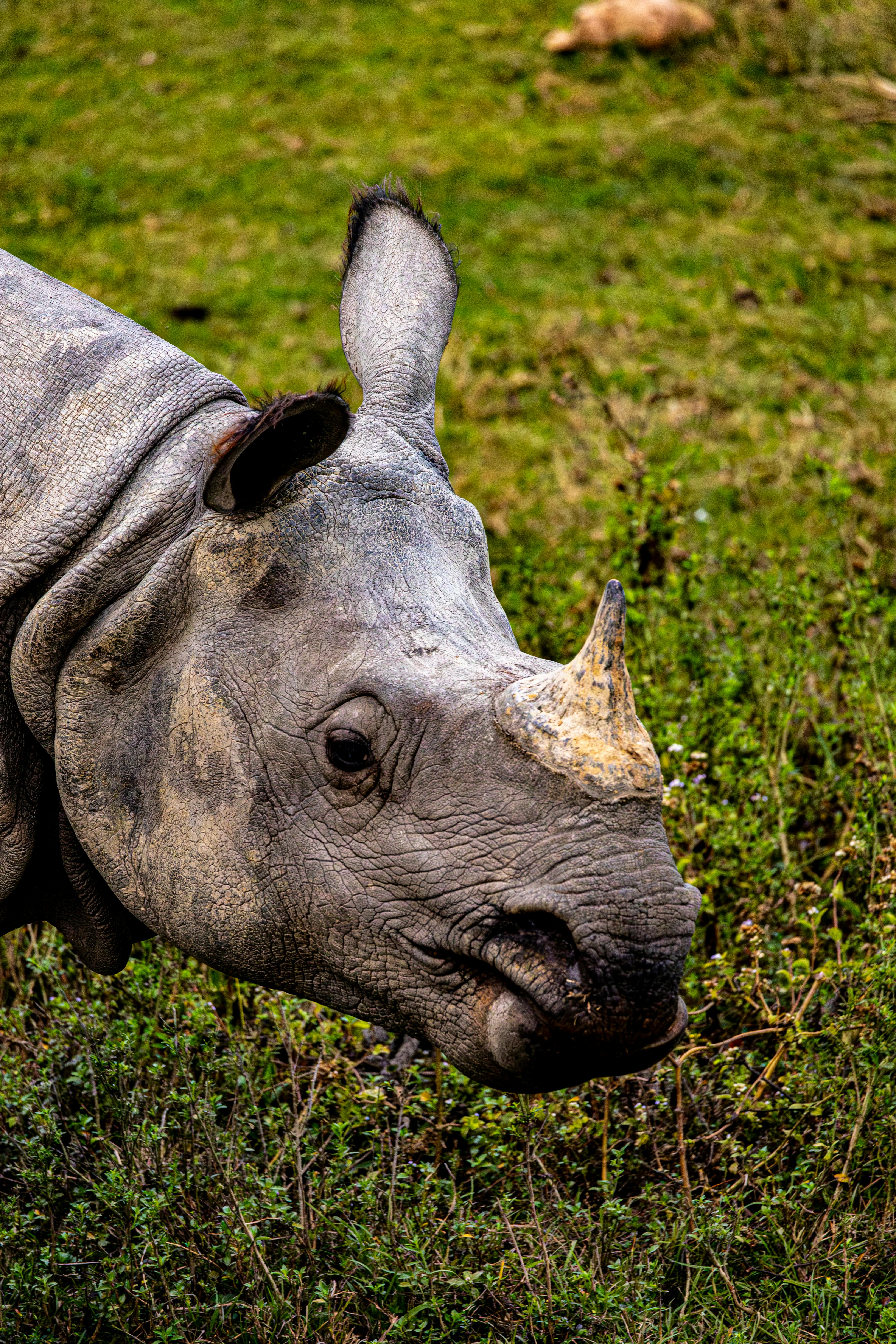 Gratuit Vue détaillée d'un rhinocéros indien paissant dans une prairie verte mettant en valeur sa corne distincte. Photos