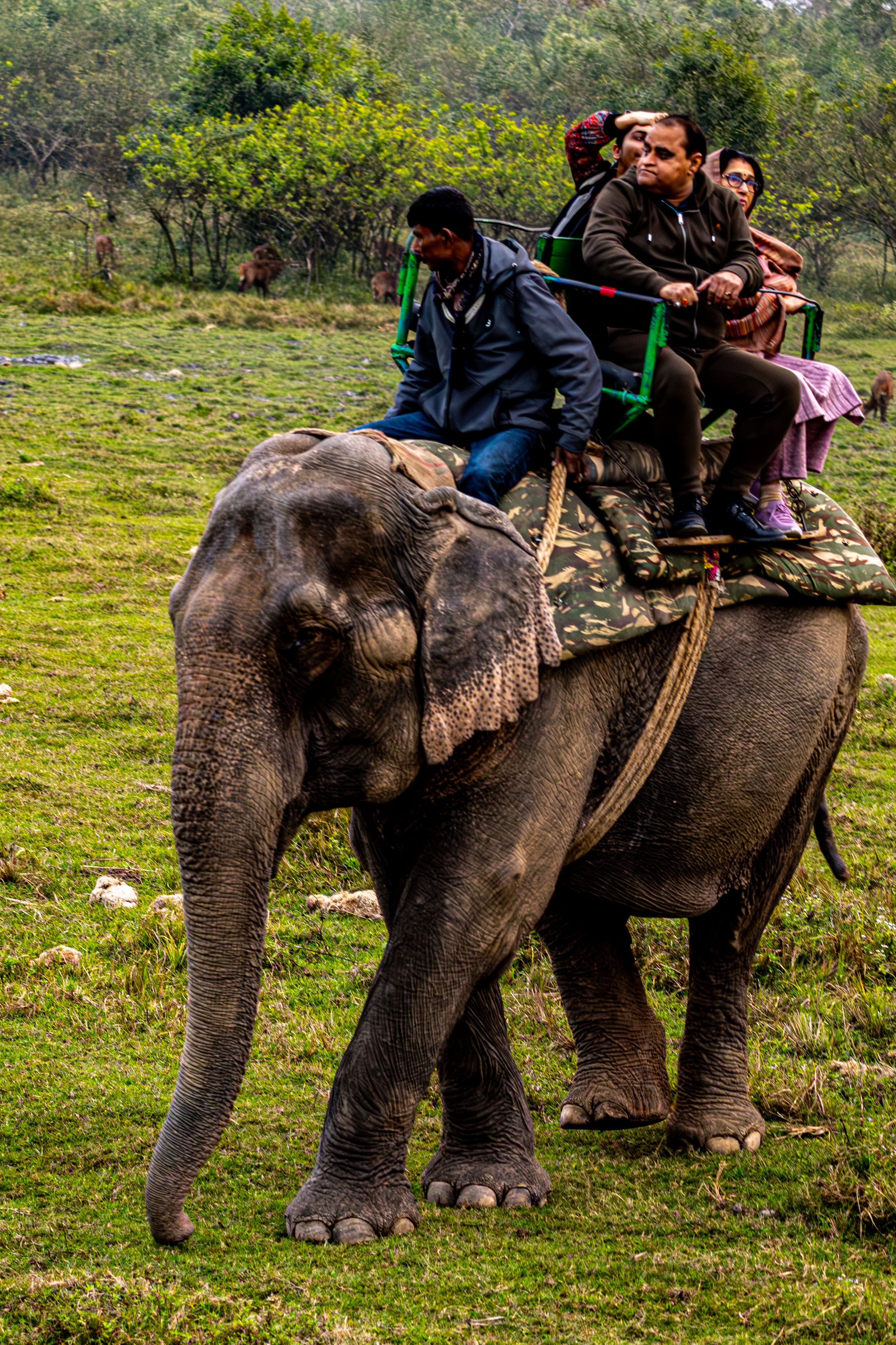 Elephant Ride Adventure in Nature · Free Stock Photo