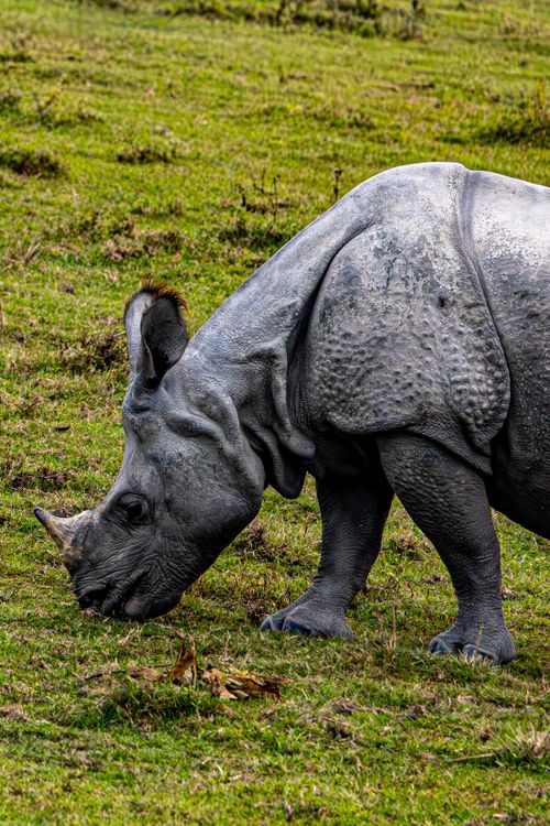 Free Close-up of an Indian Rhinoceros grazing on a vibrant green field, showcasing its textured skin. Stock Photo