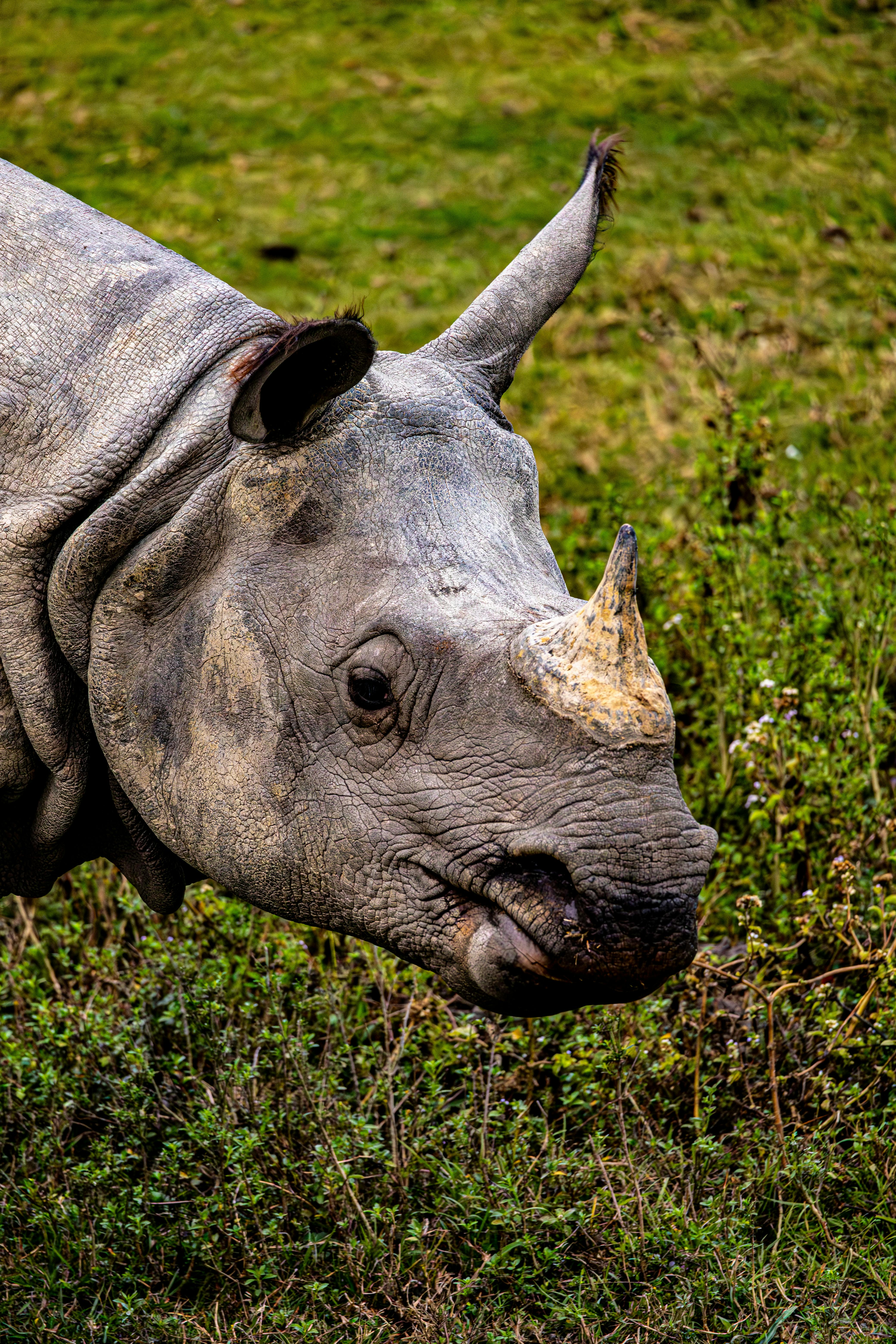 Gratuit Une image en gros plan d'un rhinocéros indien dans un cadre de prairie naturelle, mettant en valeur sa corne distinctive. Photos