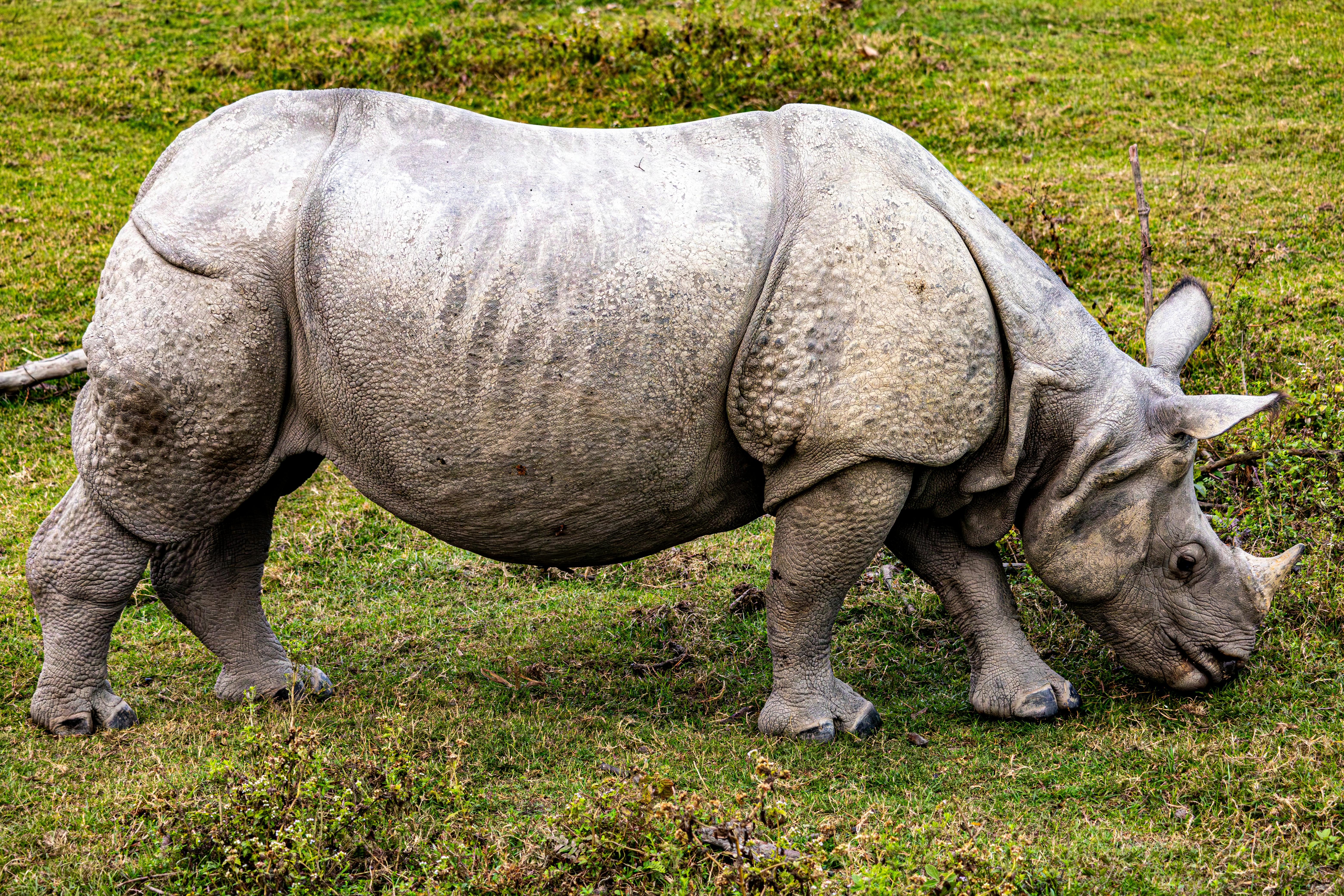 Gratuit Gros plan d'un rhinocéros indien broutant dans une prairie verte. Photos