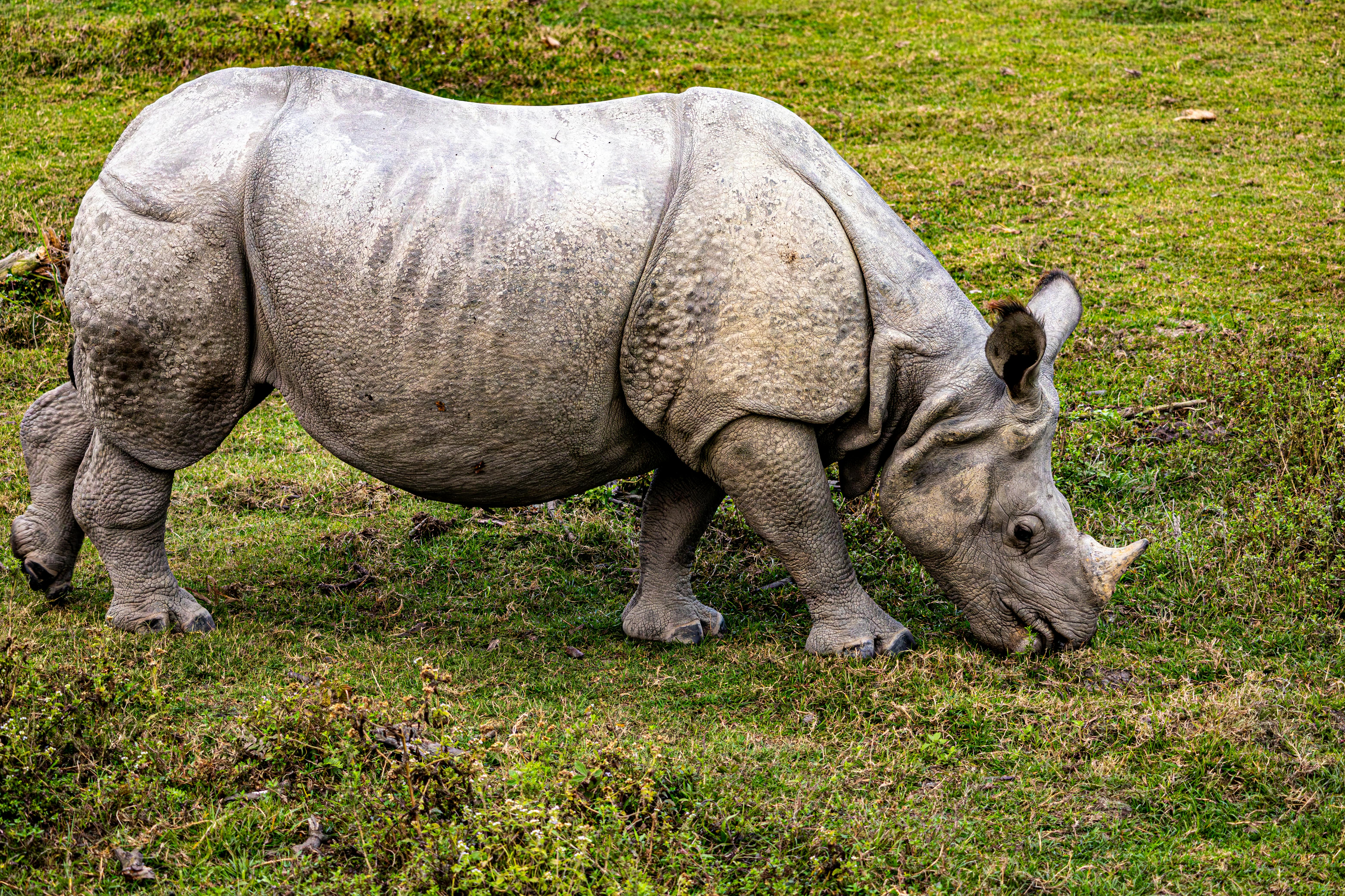 Gratuit Un majestueux rhinocéros indien paissant dans une prairie luxuriante, capturé dans son habitat naturel. Photos