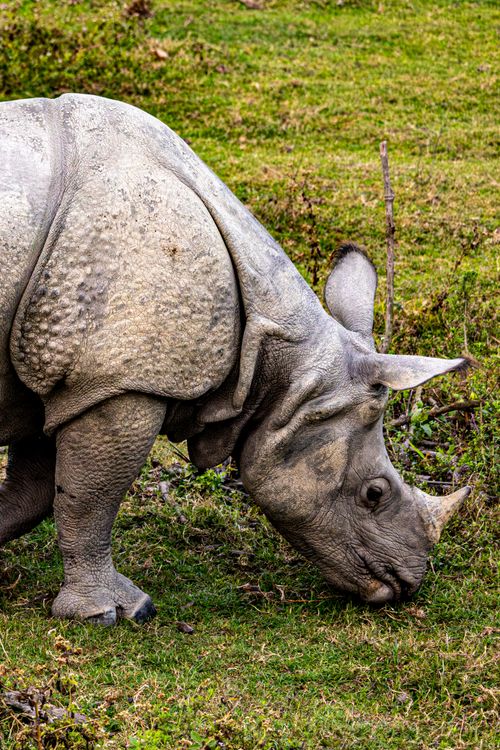 Free One-horned rhinoceros grazing on grass in a lush green field. Stock Photo