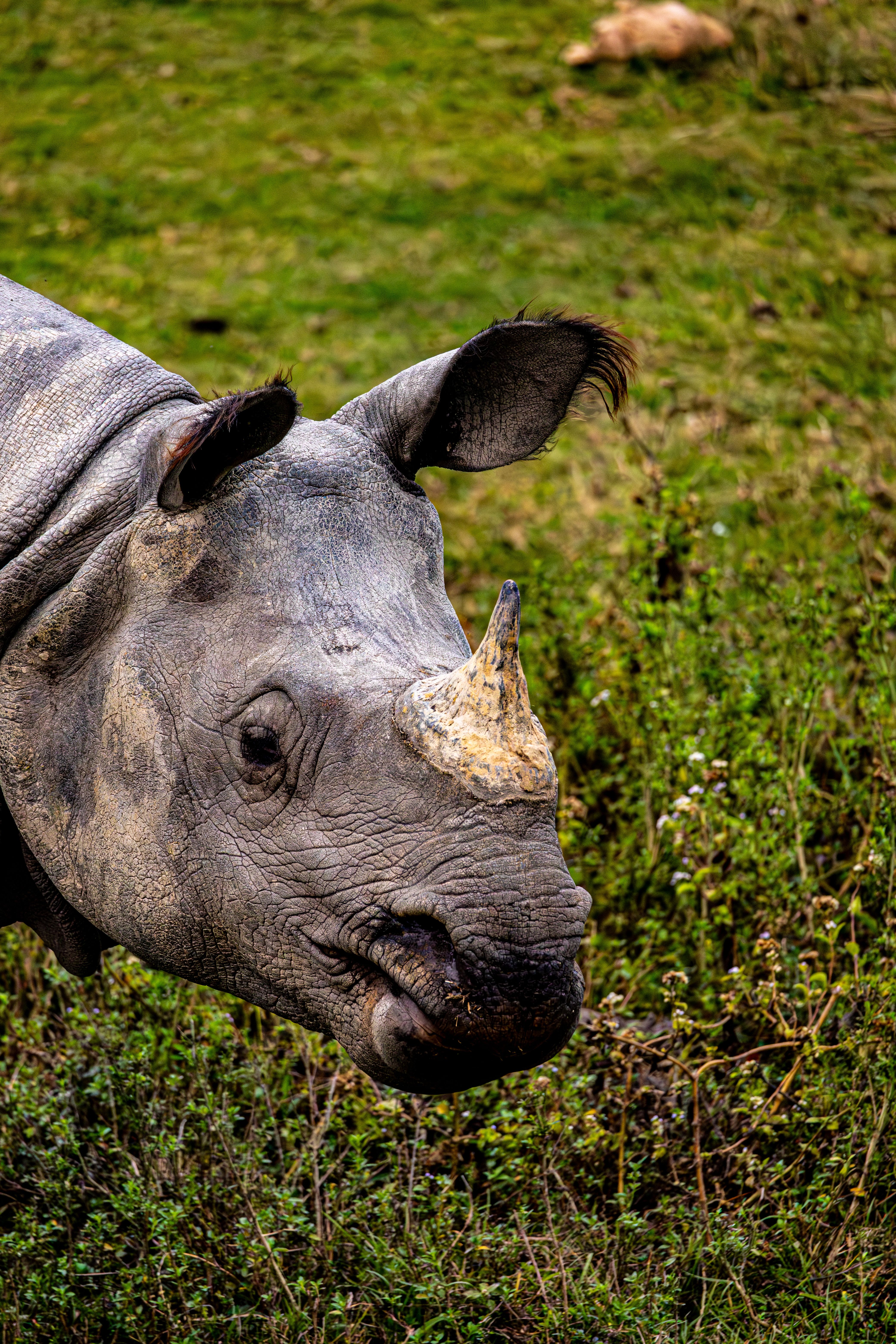 Close-up of Rhinoceros in Natural Habitat · Free Stock Photo