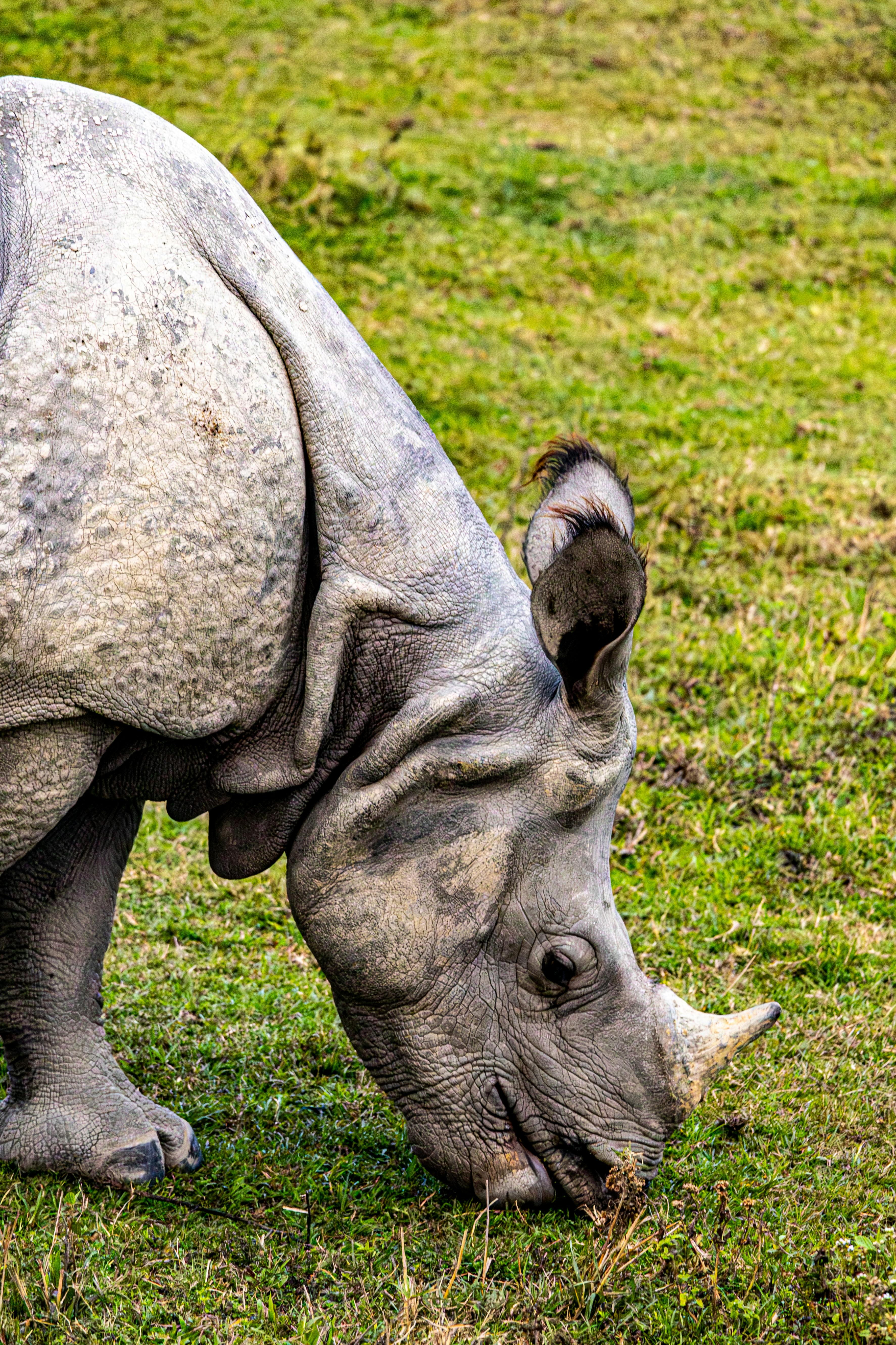 Gratuit Un rhinocéros indien paissant paisiblement dans un champ verdoyant à la lumière du jour. Photos