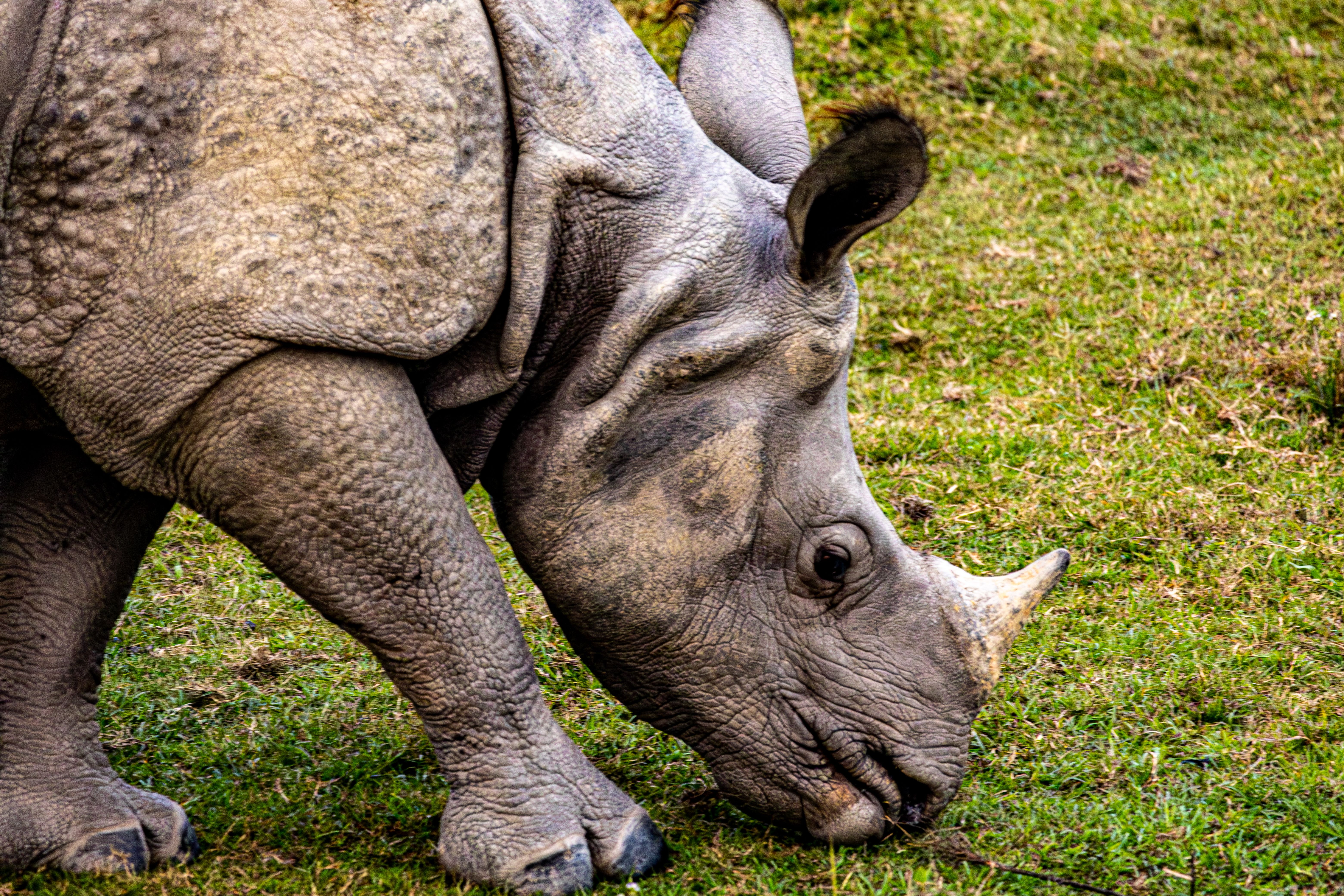 Detailed view of an Indian rhinoceros feeding on lush grass, showcasing its textured skin and majest