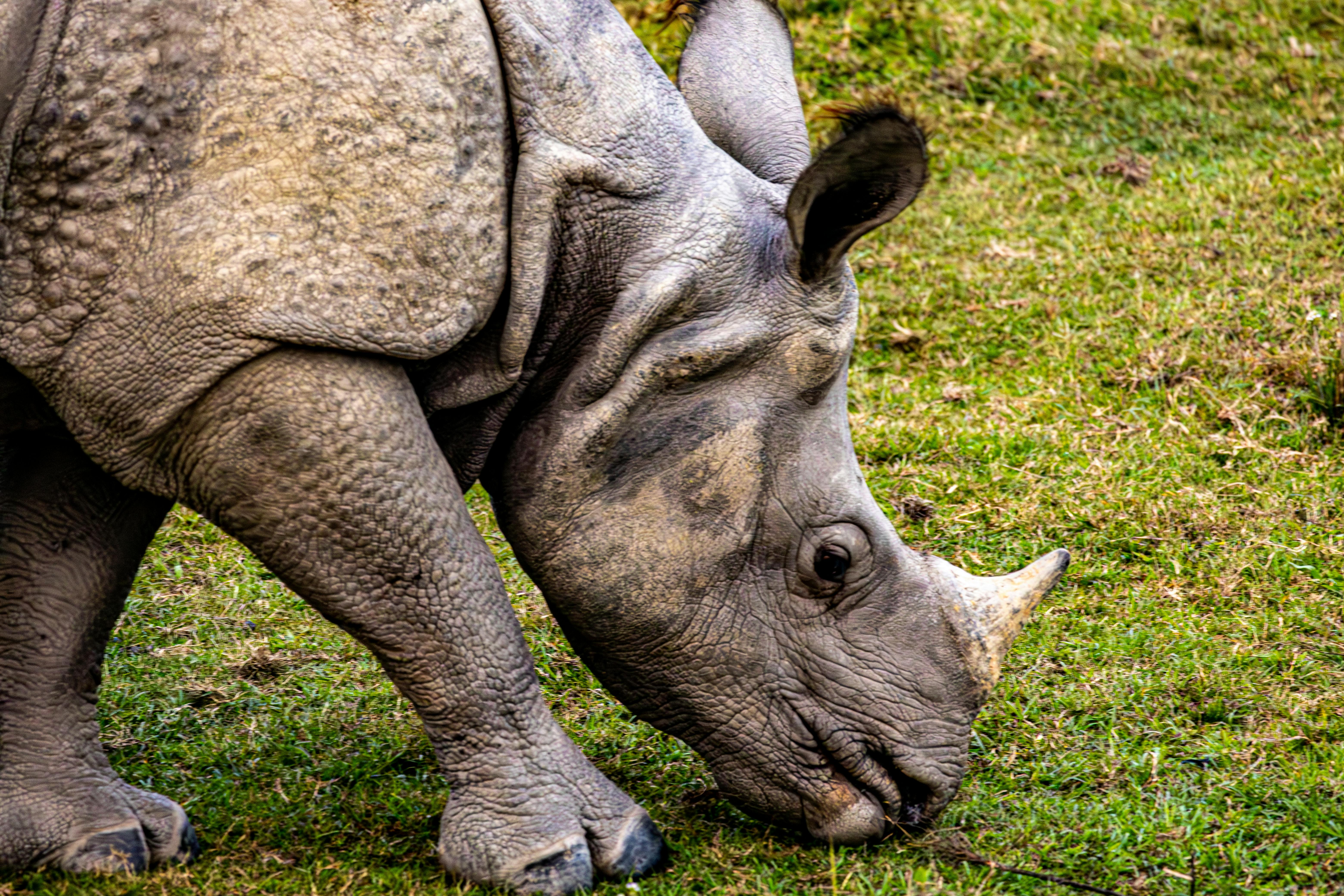 Gratuit Vue détaillée d'un rhinocéros indien se nourrissant d'herbe luxuriante, mettant en valeur sa peau texturée et sa corne majestueuse. Photos