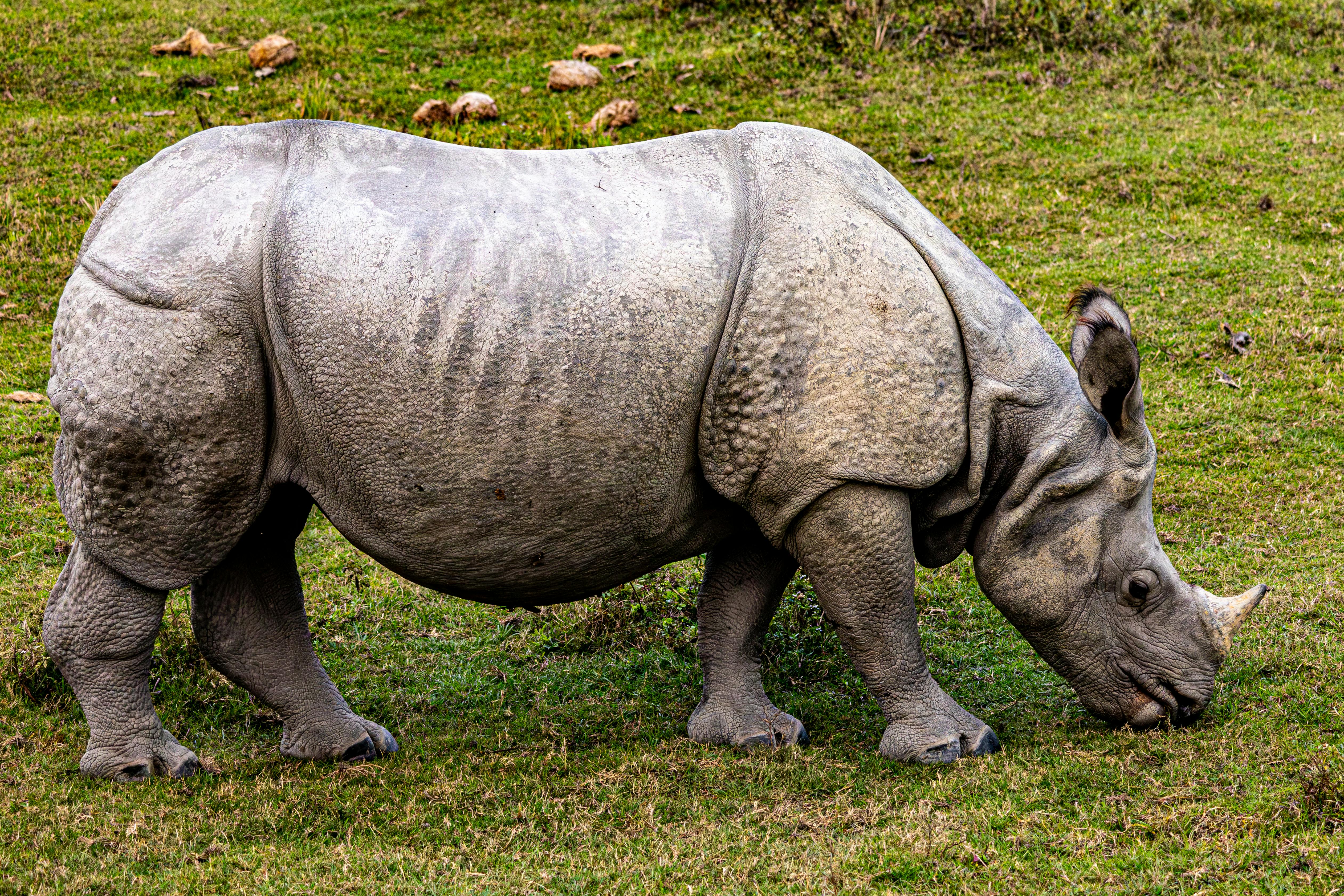 A close-up view of an Indian rhinoceros grazing on grass in its natural habitat, showcasing its unique skin texture.