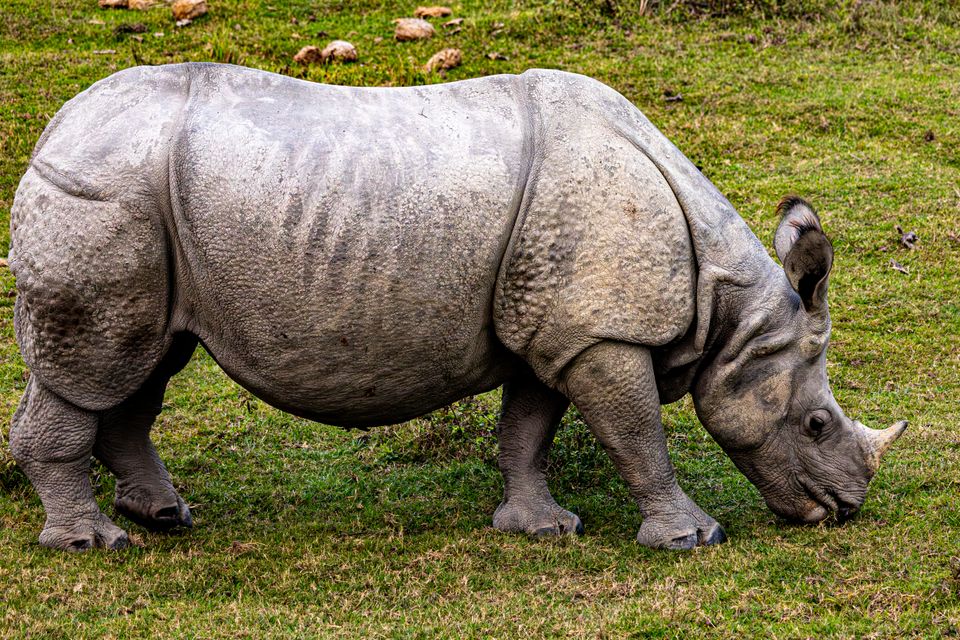 A greater one horned rhino grazing with its head down on open grass in India