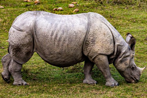 Free A majestic rhinoceros grazing peacefully on a grassy field, showcasing its unique features and powerful stature. Stock Photo