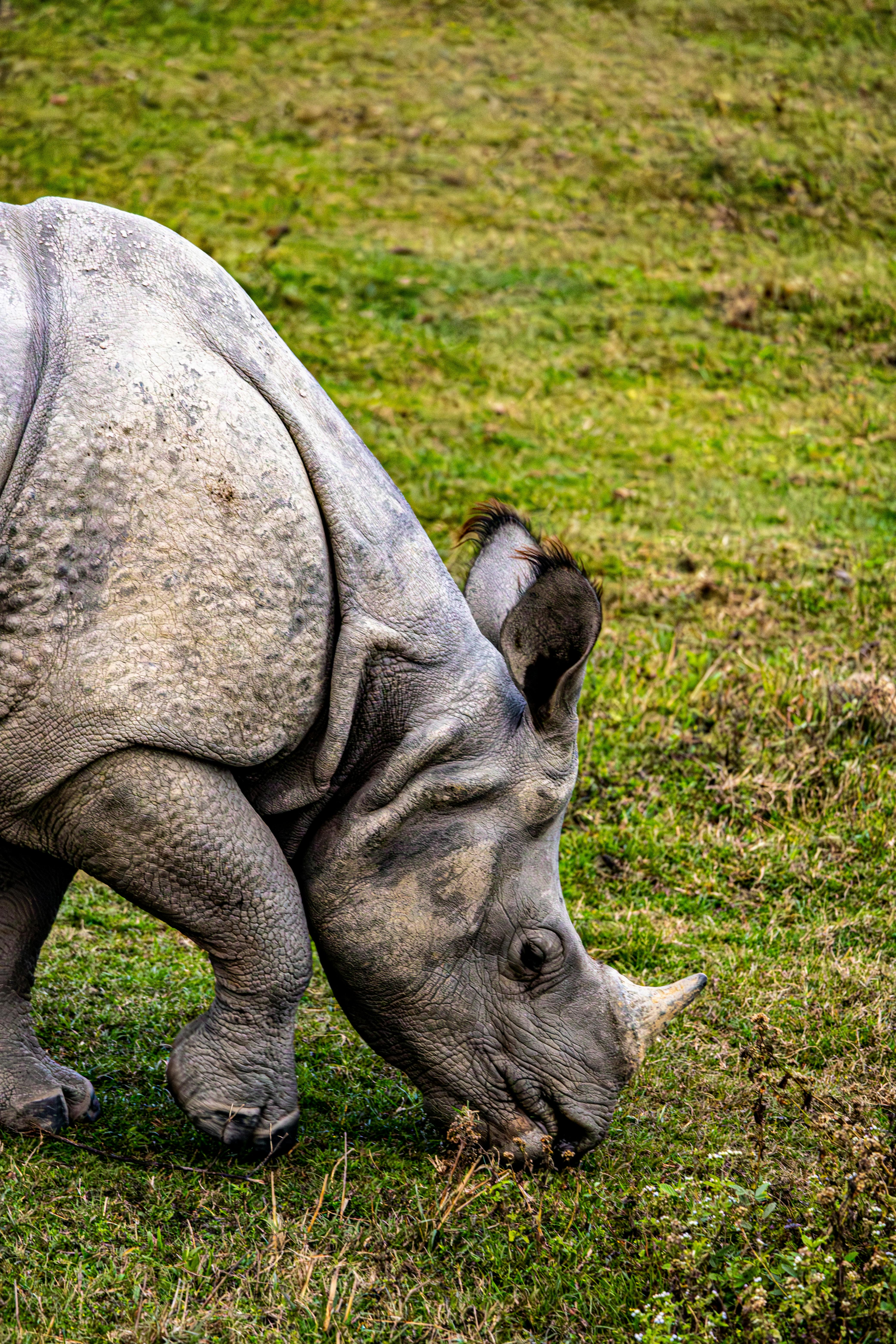 Gratuit Gros plan d'un rhinocéros indien broutant de l'herbe, mettant en valeur sa texture de peau et sa corne uniques. Photos