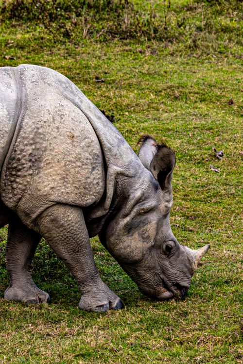 Free Close-up of an Indian rhinoceros (Rhinoceros unicornis) grazing on a green meadow. Stock Photo