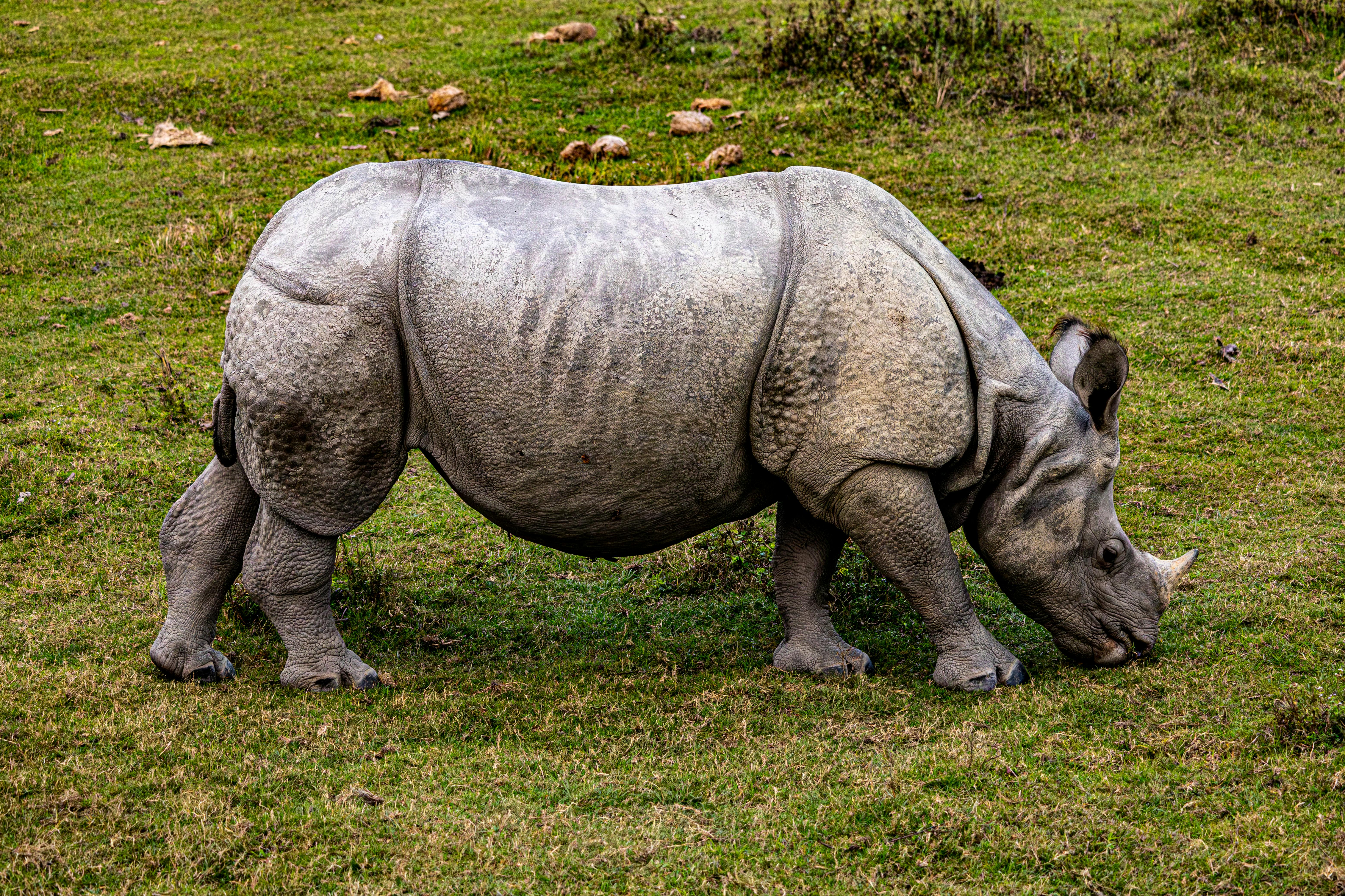 Gratuit Rhinocéros indien paissant dans une prairie verte à l'état sauvage, mettant en valeur son habitat naturel unique. Photos