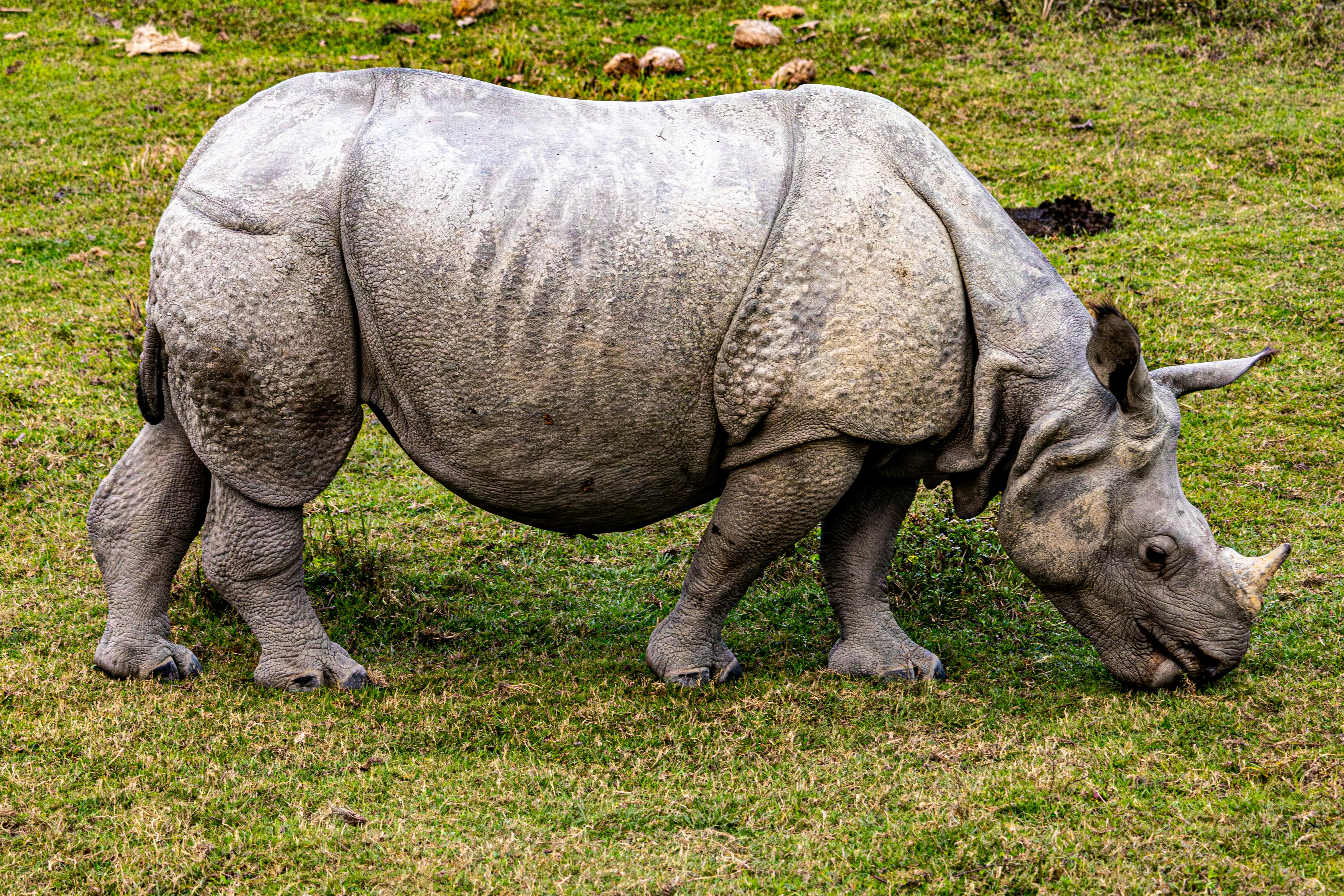Gratuit Rhinocéros indien broutant dans une herbe verte luxuriante dans un cadre extérieur serein. Concept de faune et de conservation. Photos