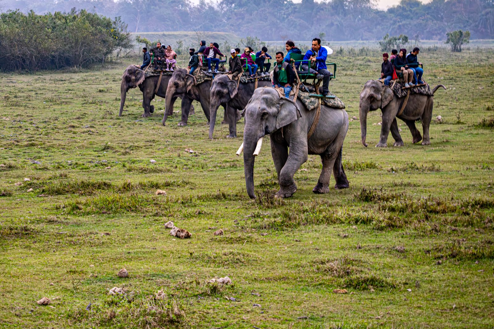 Tourists enjoying an elephant safari in a lush, outdoor setting, capturing the essence of adventure and wildlife.