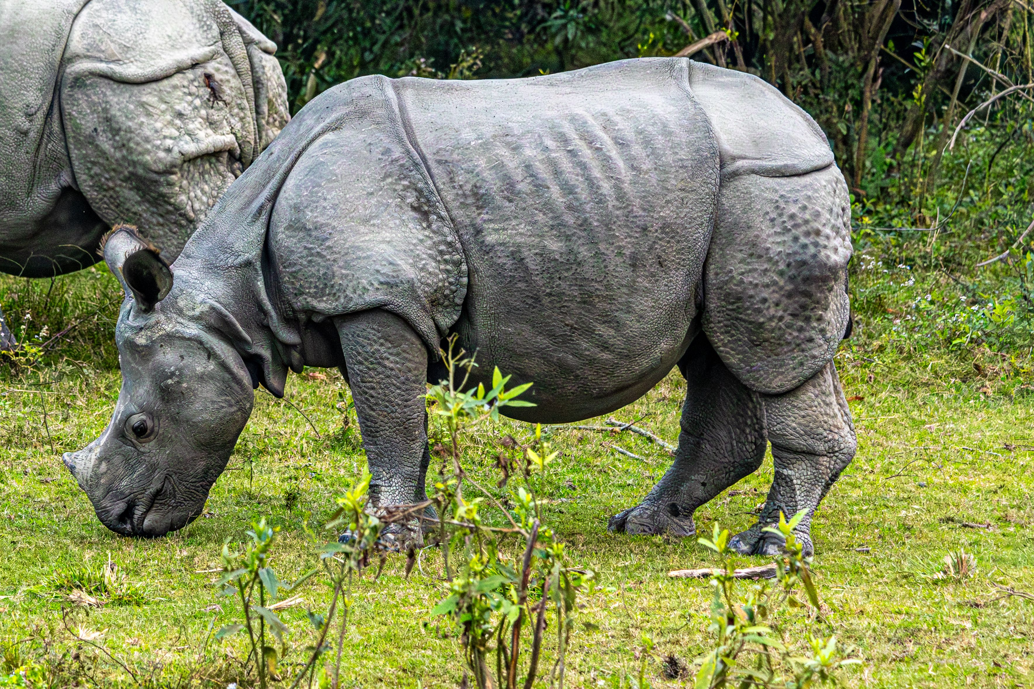 One-horned rhinoceros in Kaziranga National Park