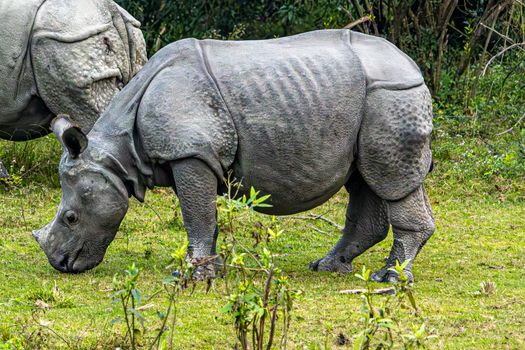 Close-up of an Indian rhinoceros grazing on grass in a lush natural environment.