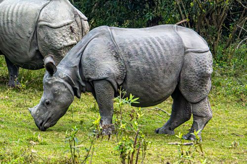 Free A detailed view of an Indian rhinoceros grazing in a lush outdoor setting. Stock Photo