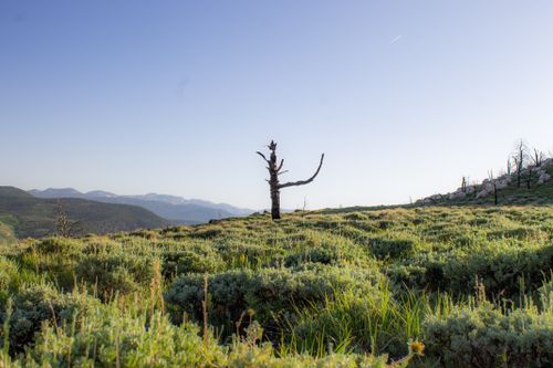 Free A peaceful mountain scene with a solitary dead tree, grassy plains, and distant hills under clear skies. Stock Photo