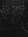 Intricate Spider Web Against Black Background