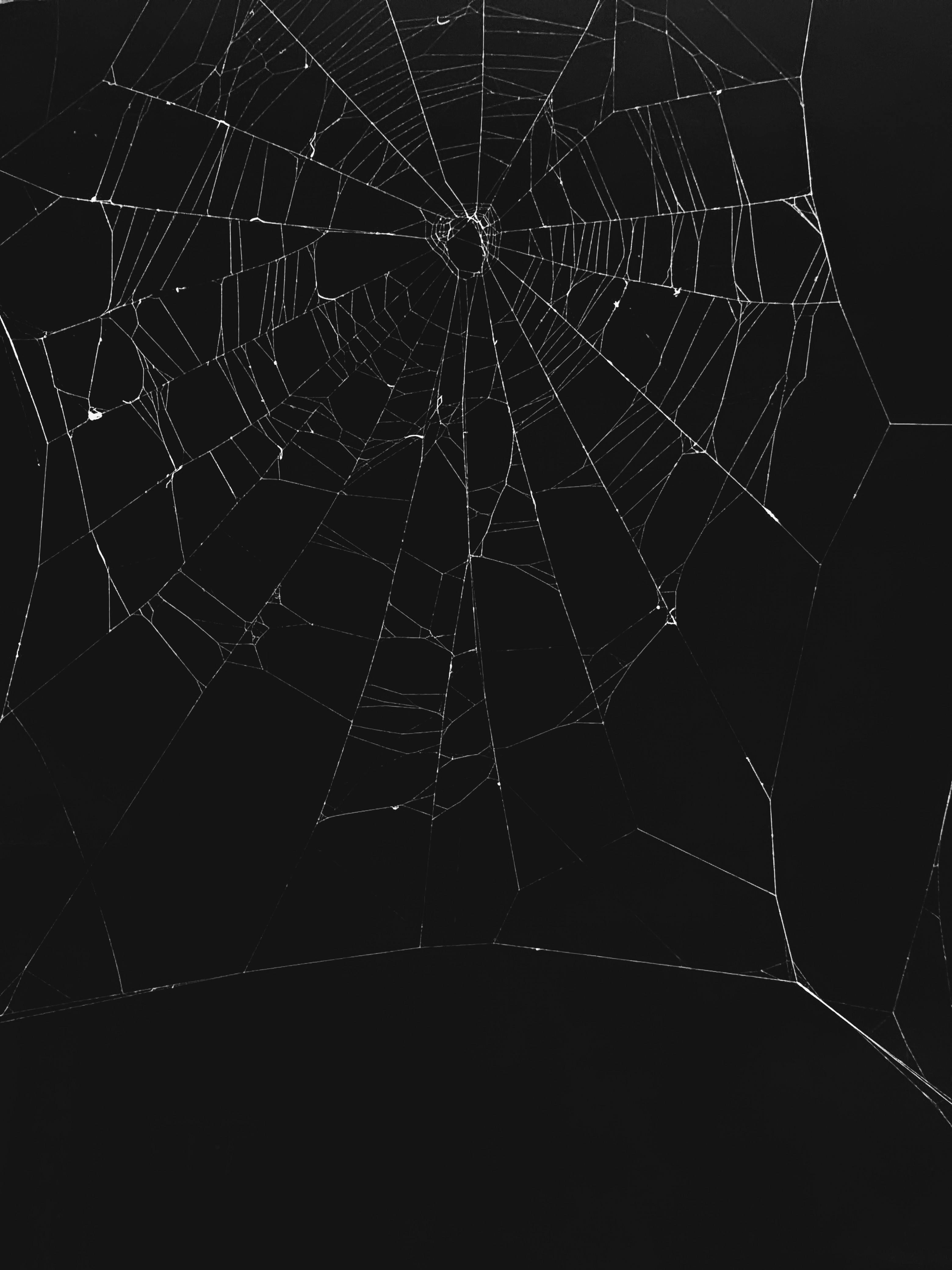 Intricate Spider Web Against Black Background