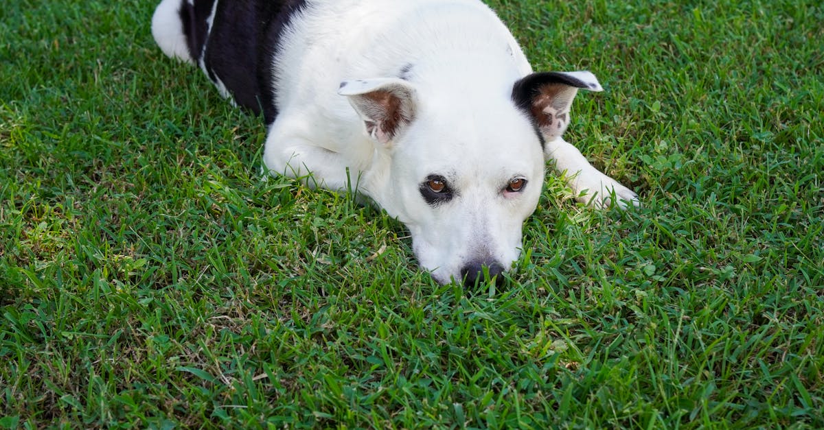 政治:前鎮親水公園弊案疑雲 藍營議員指控原民會包庇不作為