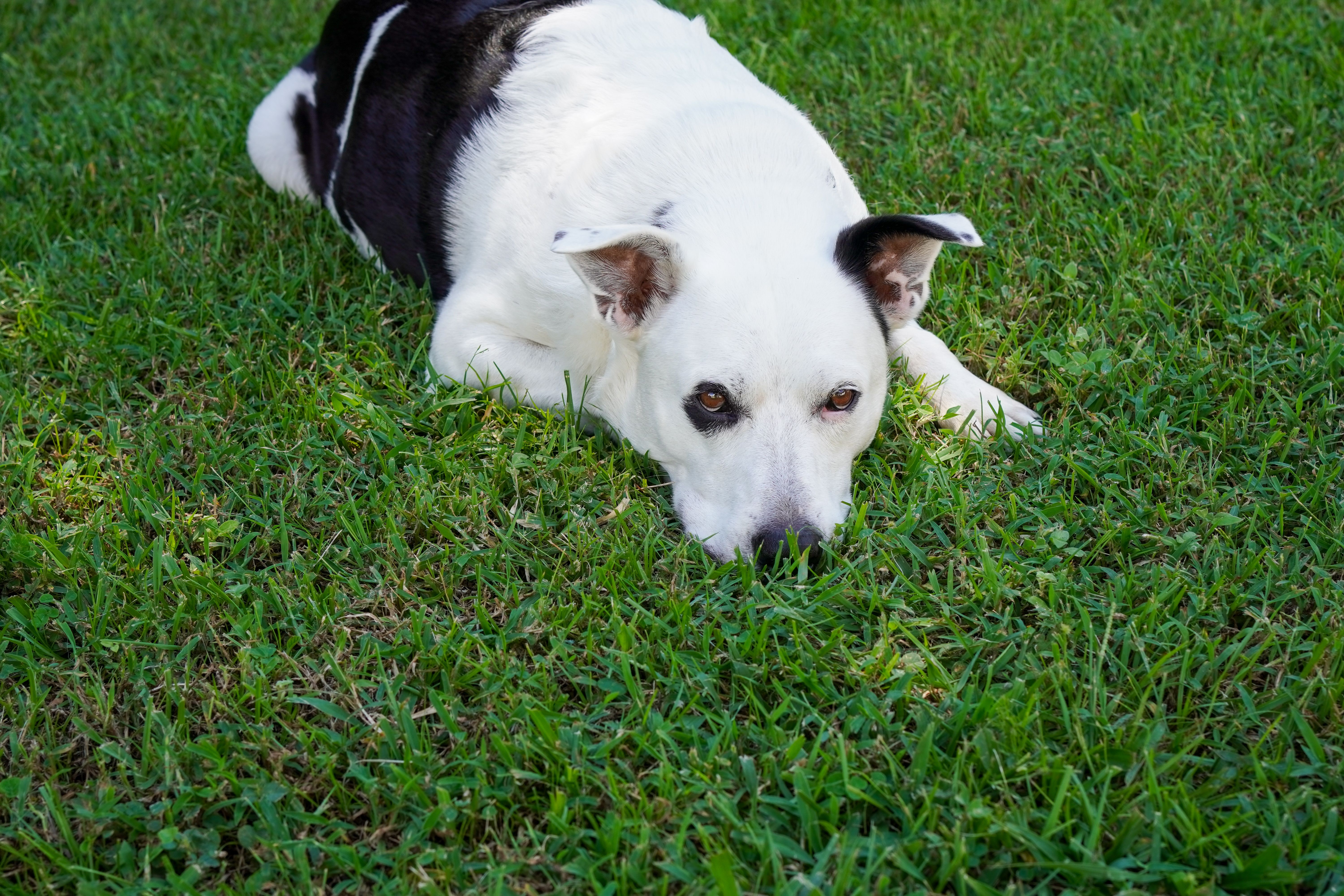 Black and White Dog Relaxing on Lush Green Lawn · Free Stock Photo