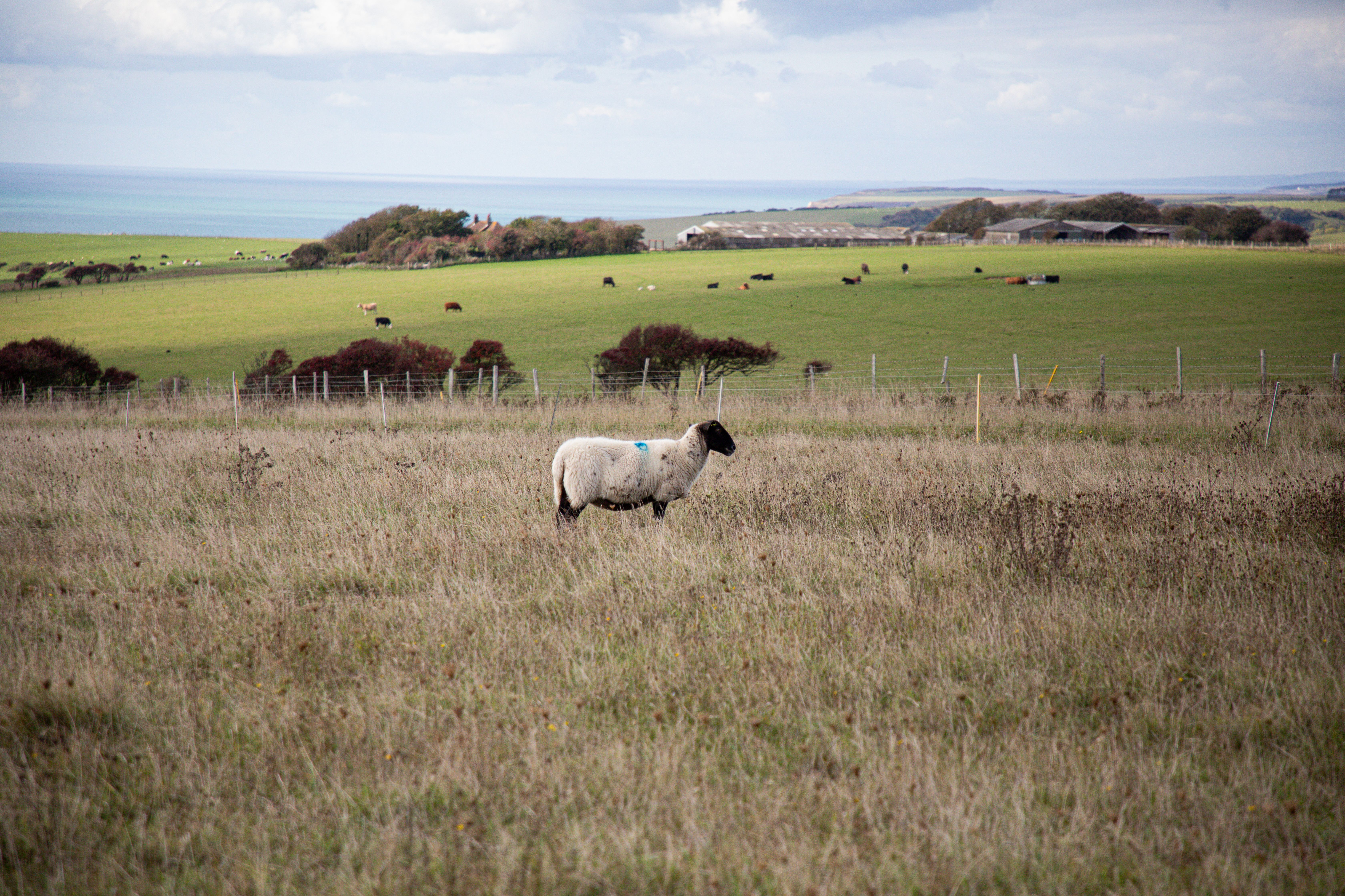 Sheep Grazing in English Countryside Landscape · Free Stock Photo