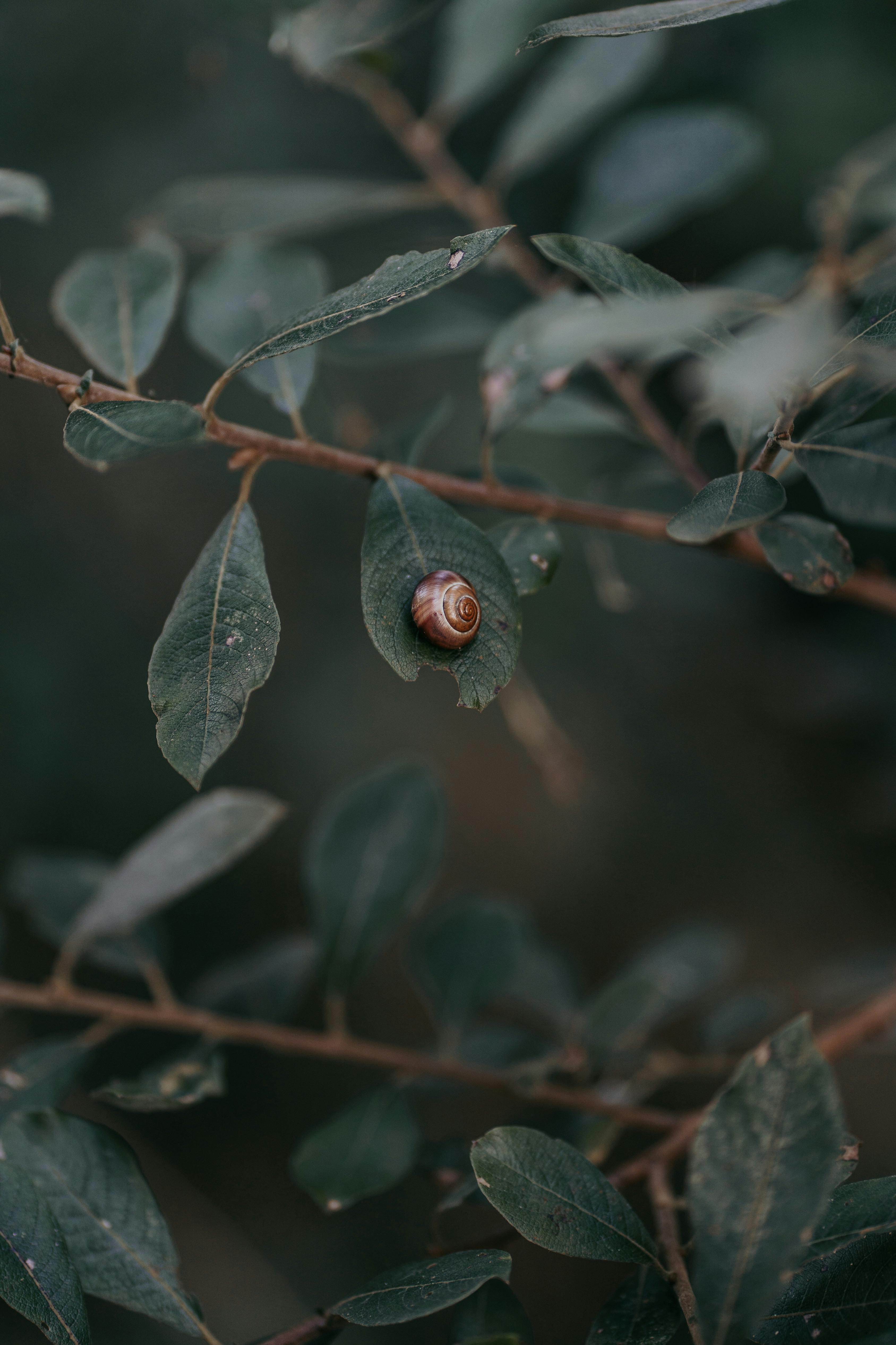 A small snail rests on a green leaf amidst foliage in a tranquil outdoor setting.