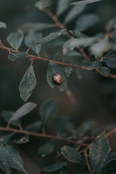 A small snail rests on a green leaf amidst foliage in a tranquil outdoor setting.
