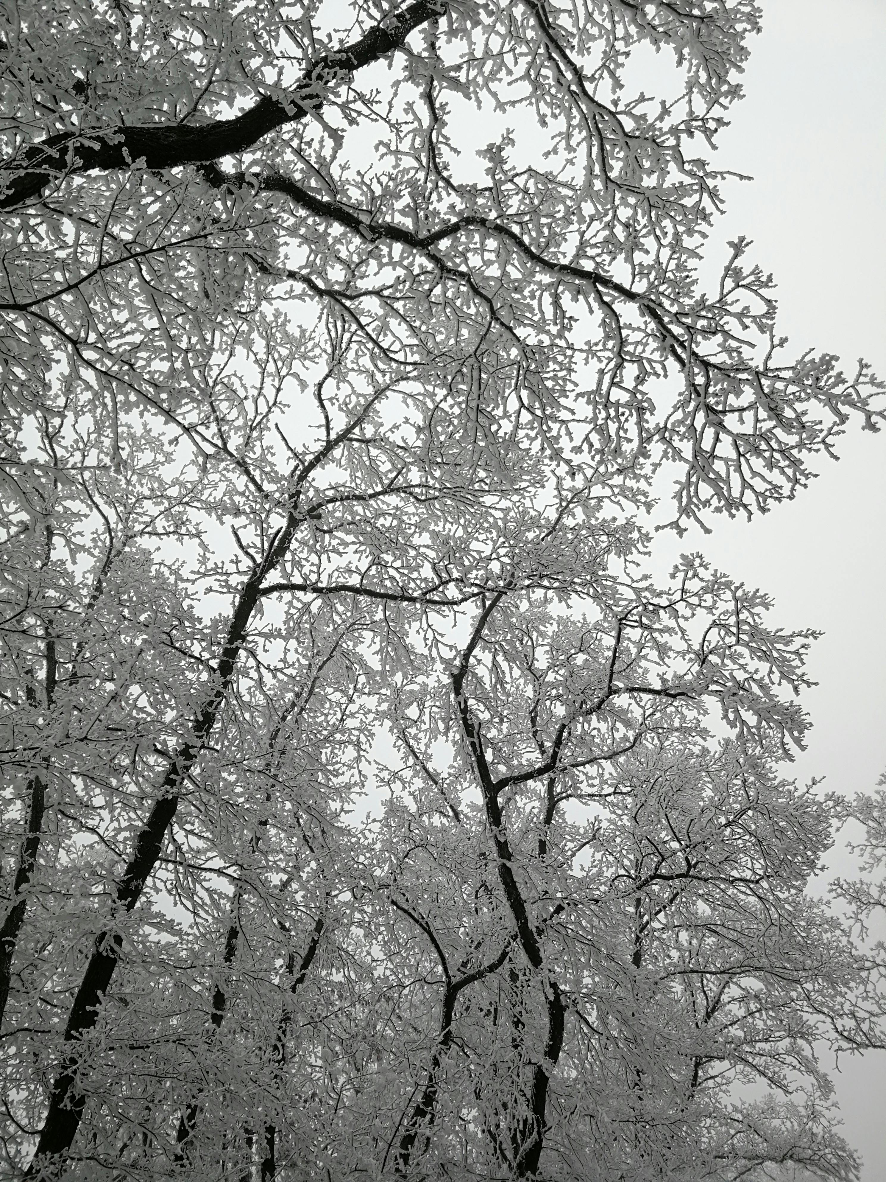 Stunning winter forest scenery with snow-covered trees in Nagymaros, Hungary.