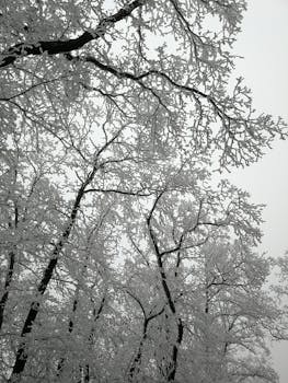 Stunning winter forest scenery with snow-covered trees in Nagymaros, Hungary.