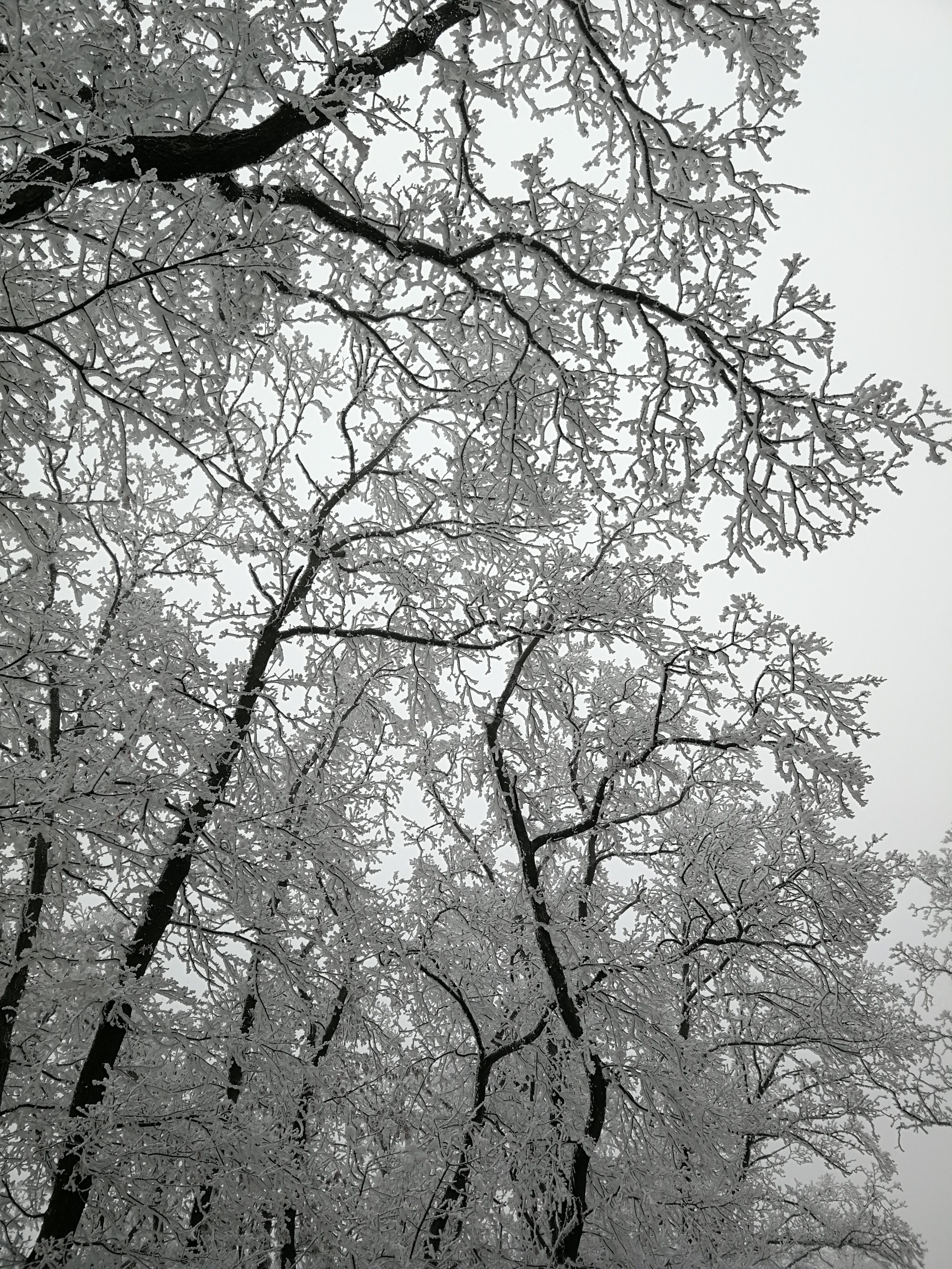 Enchanting Winter Forest in Black and White · Free Stock Photo