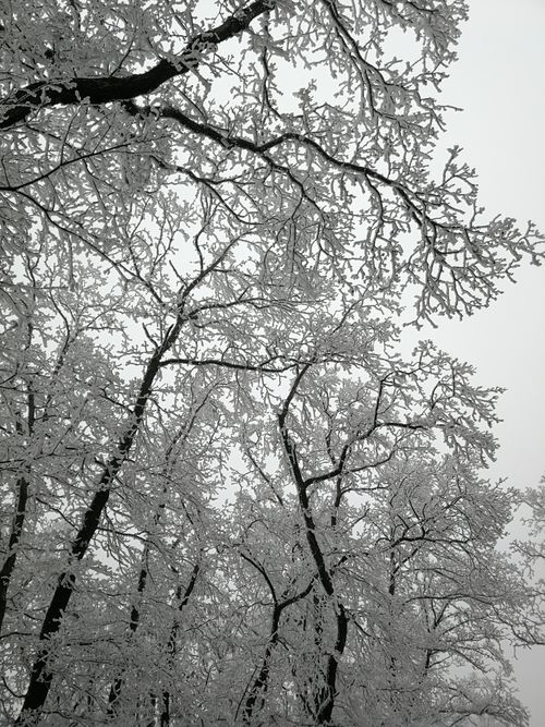 Free Stunning winter forest scenery with snow-covered trees in Nagymaros, Hungary. Stock Photo