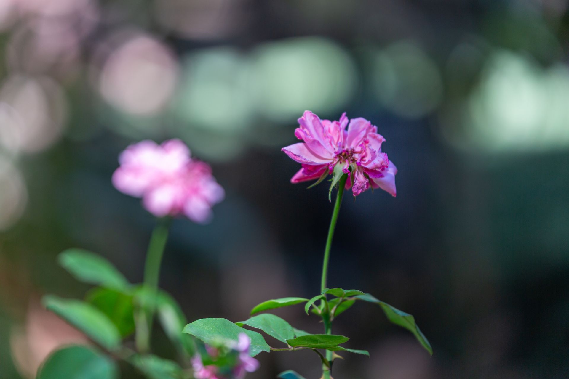 Close-up of vibrant pink flowers with blurred background, perfect for nature themes.