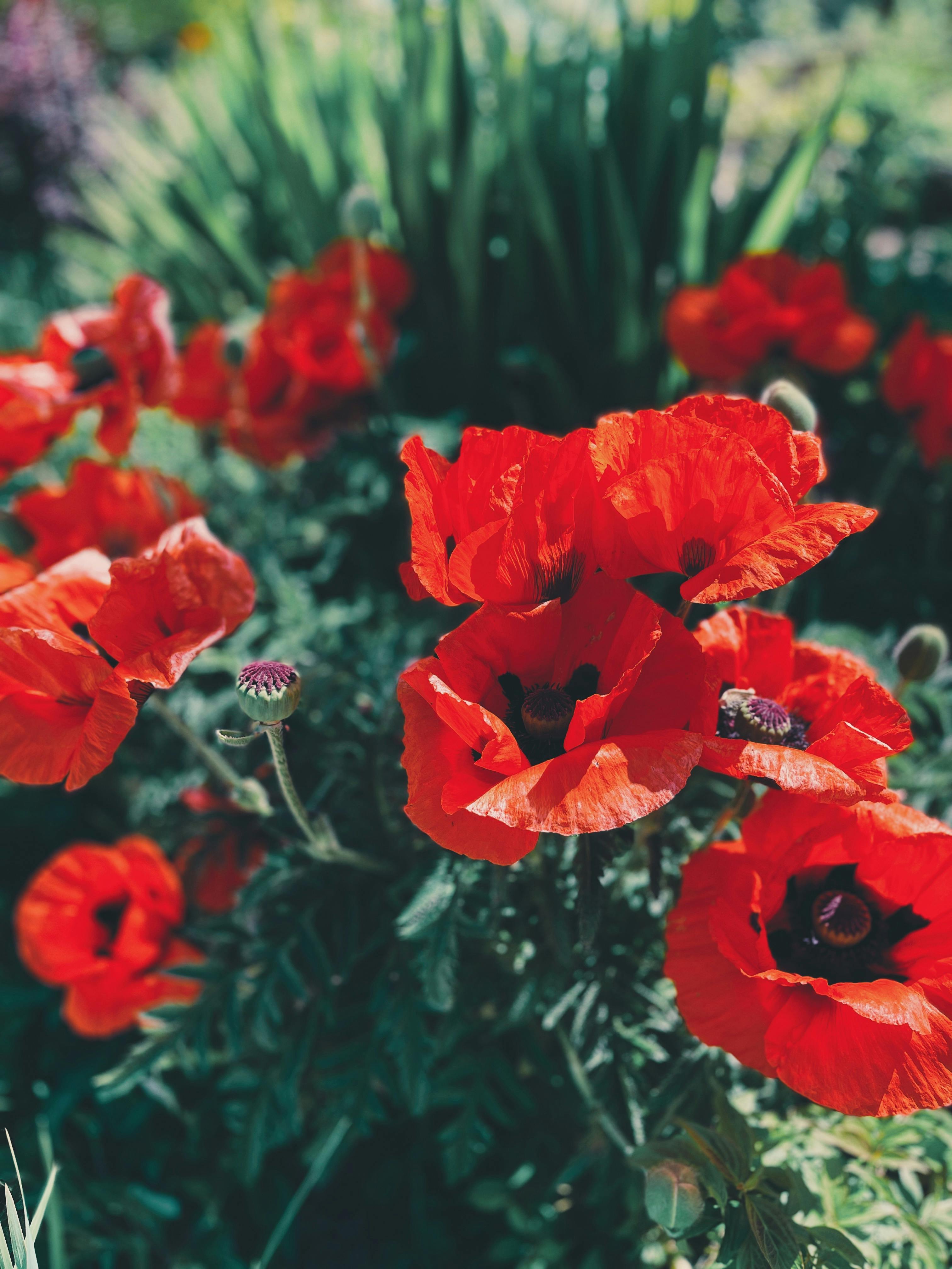 [ColoSach]-close-up-of-vibrant-red-poppies-blooming-in-a-lush-green-garden-during-summer.