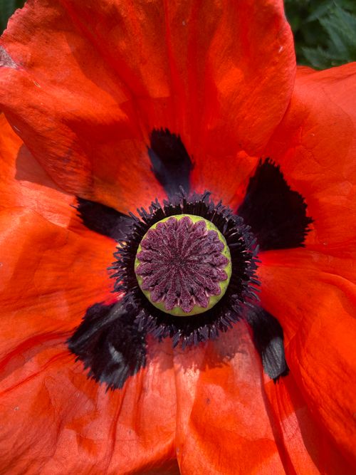 Free Detailed close-up of a vivid red poppy flower with black center and petals. Stock Photo