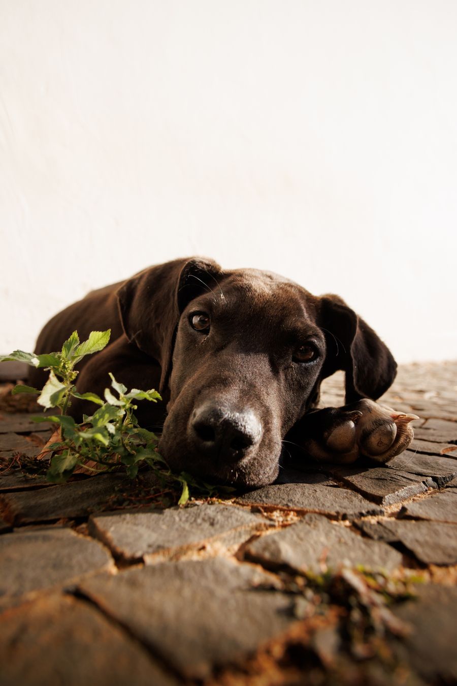 Great Dane puppy relaxing on a cobbled street