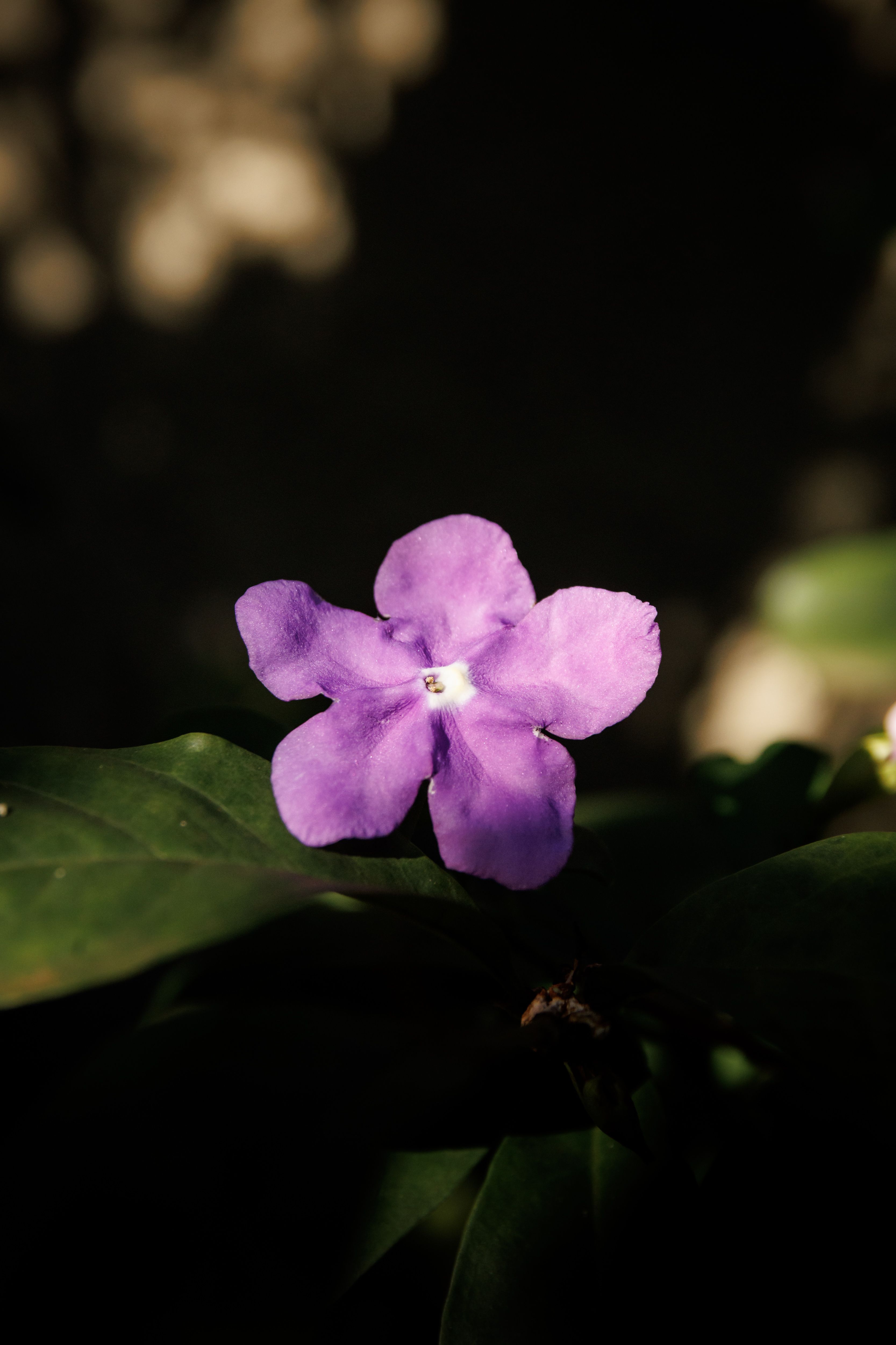 Kamal+Flower+Pics Photos, Download The BEST Free