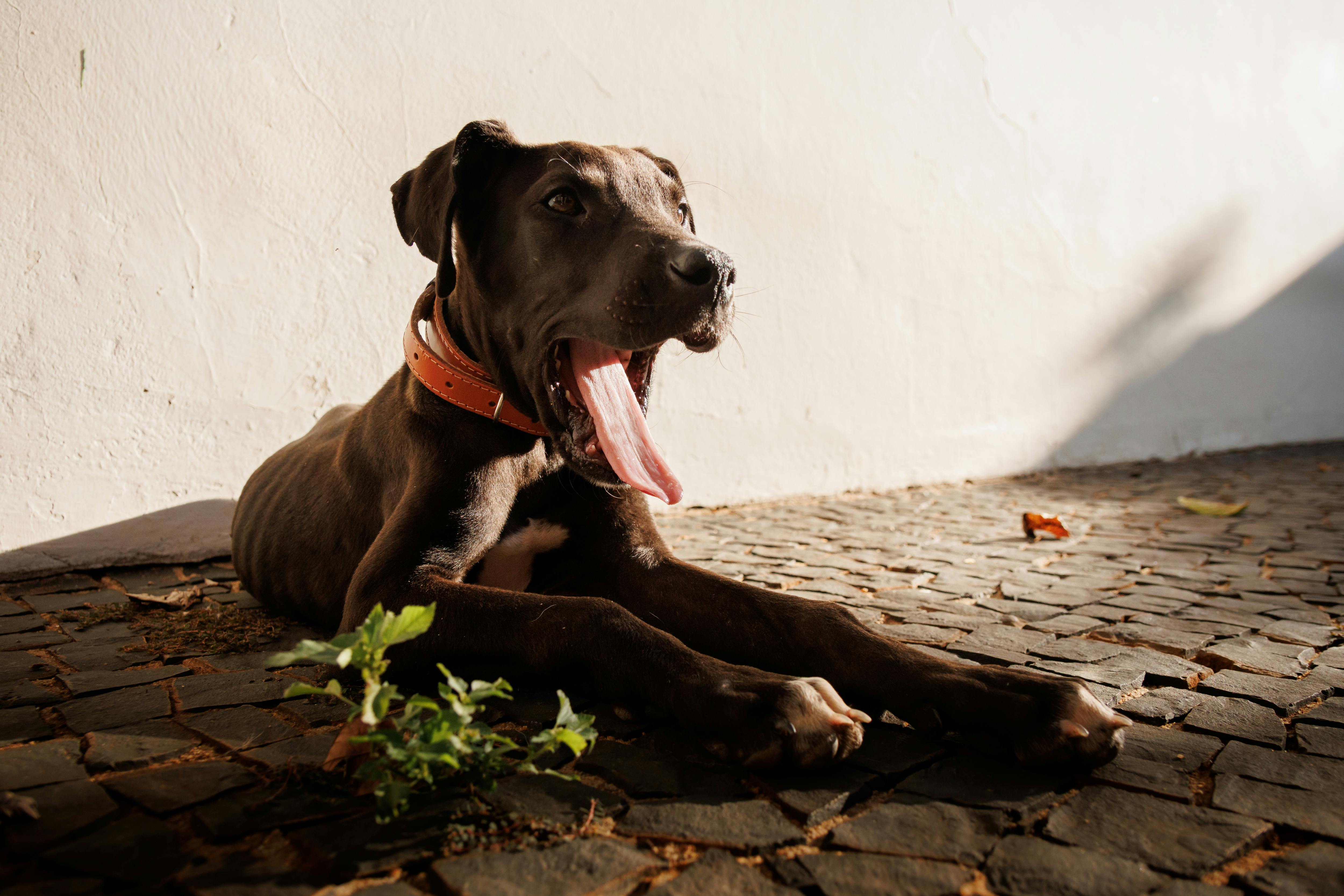 A black dog yawning on a sunny cobblestone street, against a white wall.