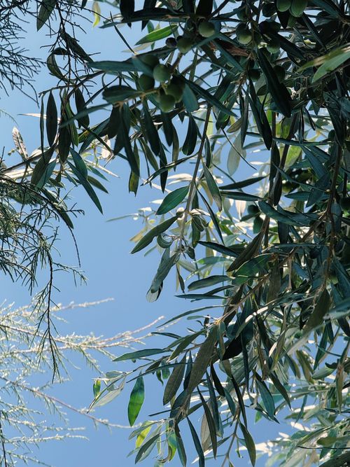 Free Olive tree branches against a clear blue sky, capturing nature's tranquility. Stock Photo